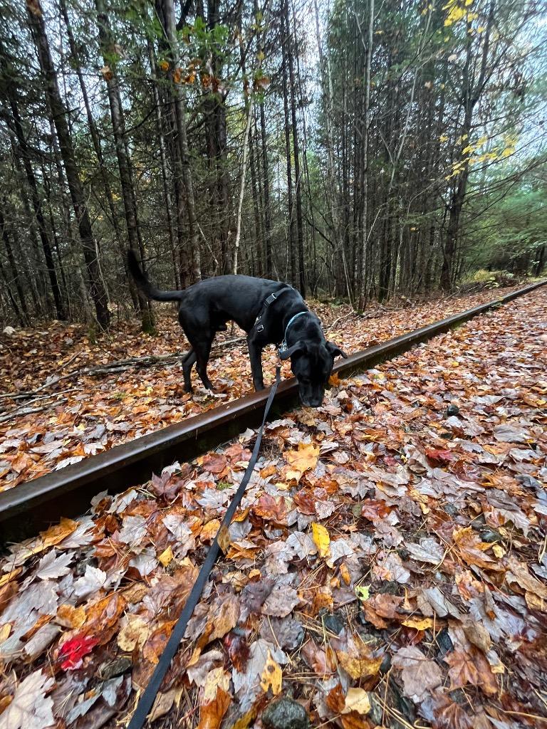 CJ, Adoptable, Young Male Labrador Retriever & Rottweiler.
