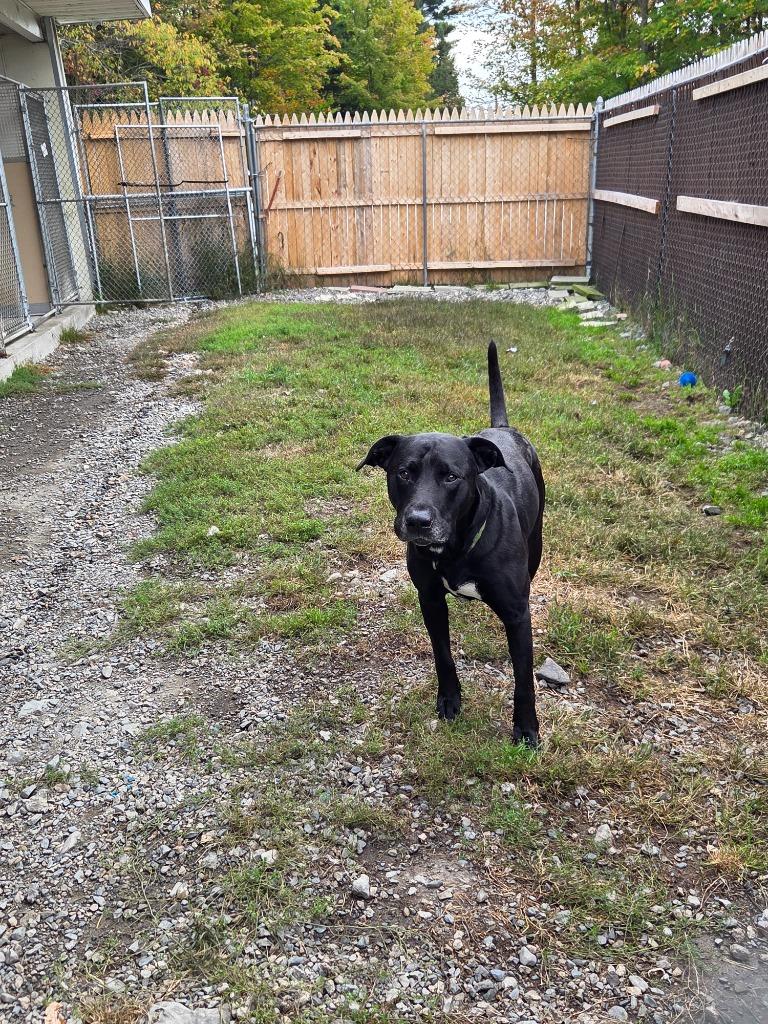 Enlarge CJ, a Adoptable mixed breed in Lunenburg, VT image 3/4
