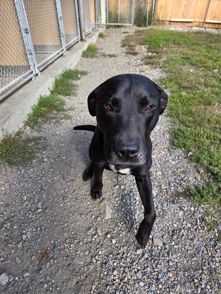 Enlarge CJ, a Adoptable mixed breed in Lunenburg, VT image 4/4