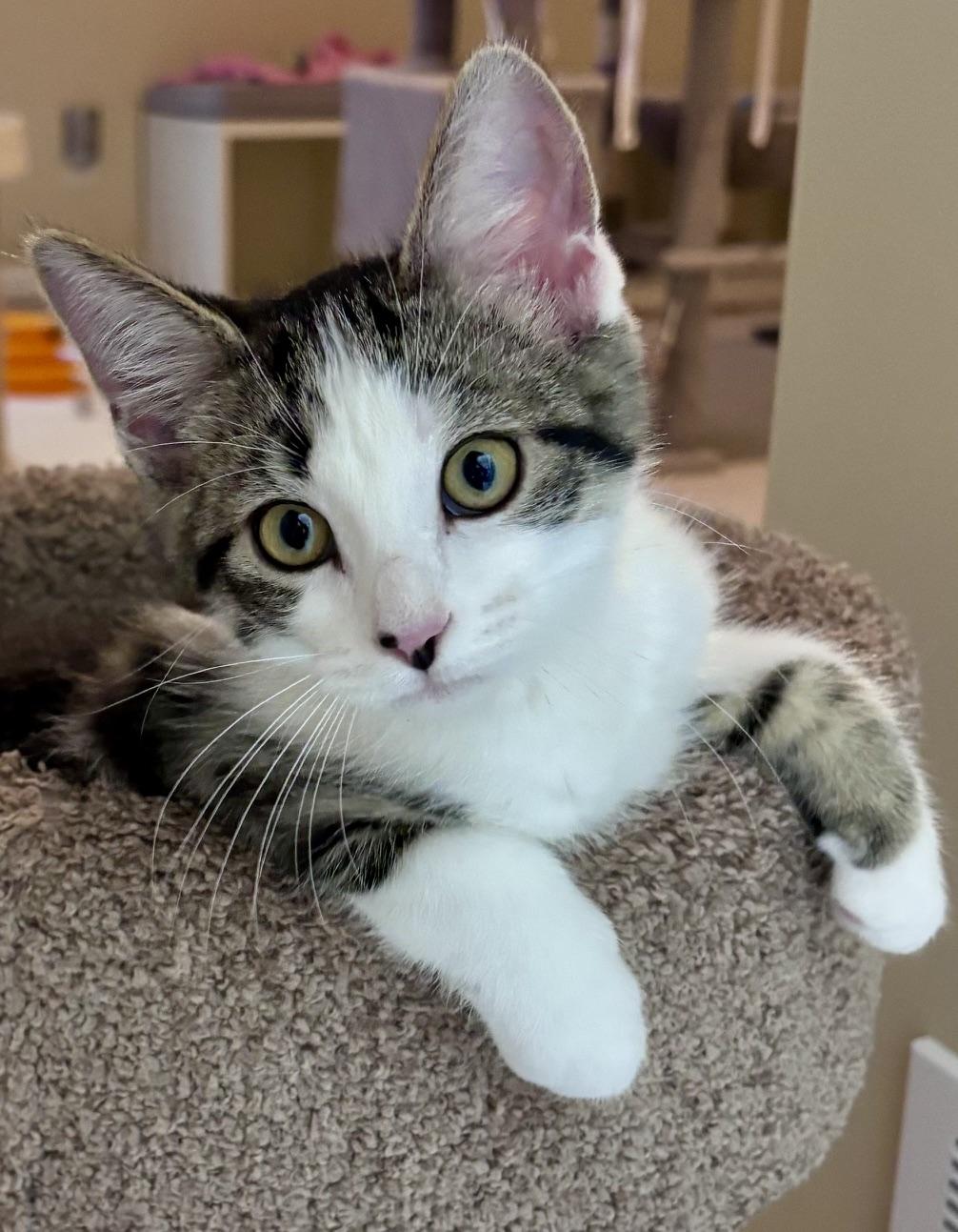 Enlarge Kenny P., a ADOPTABLE mixed breed in Lake Orion, MI image 2/5