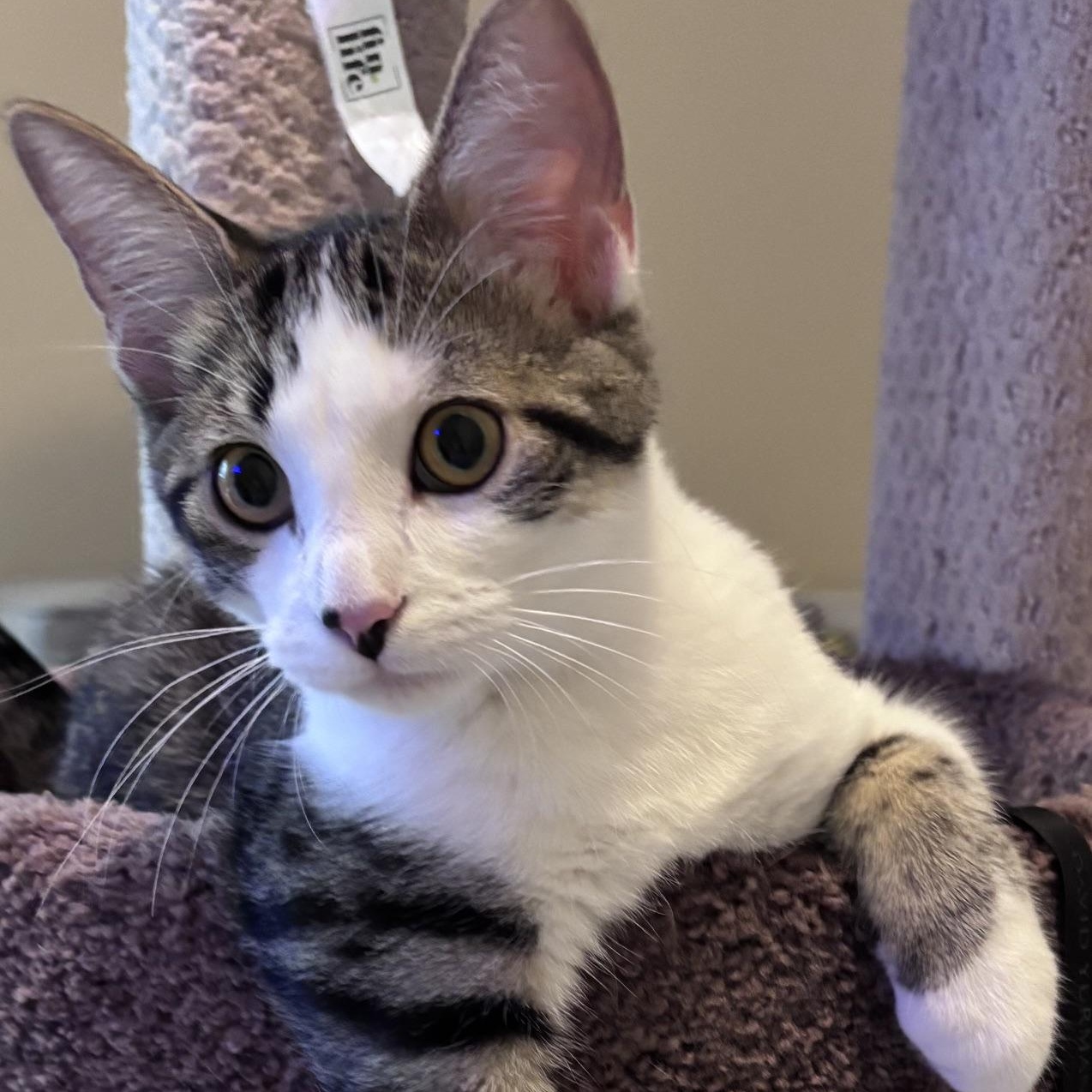Kenny Powers, ADOPTABLE, Kitten Male Tabby.