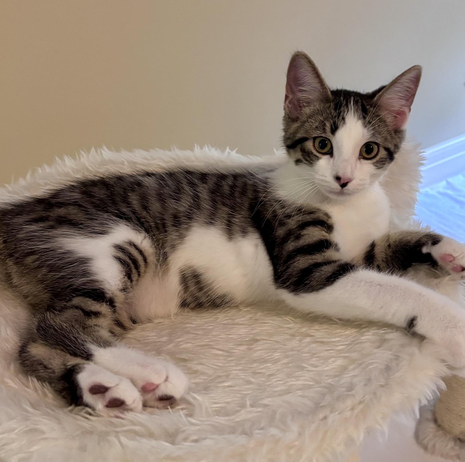 Enlarge Kenny P., a ADOPTABLE mixed breed in Lake Orion, MI image 1/5
