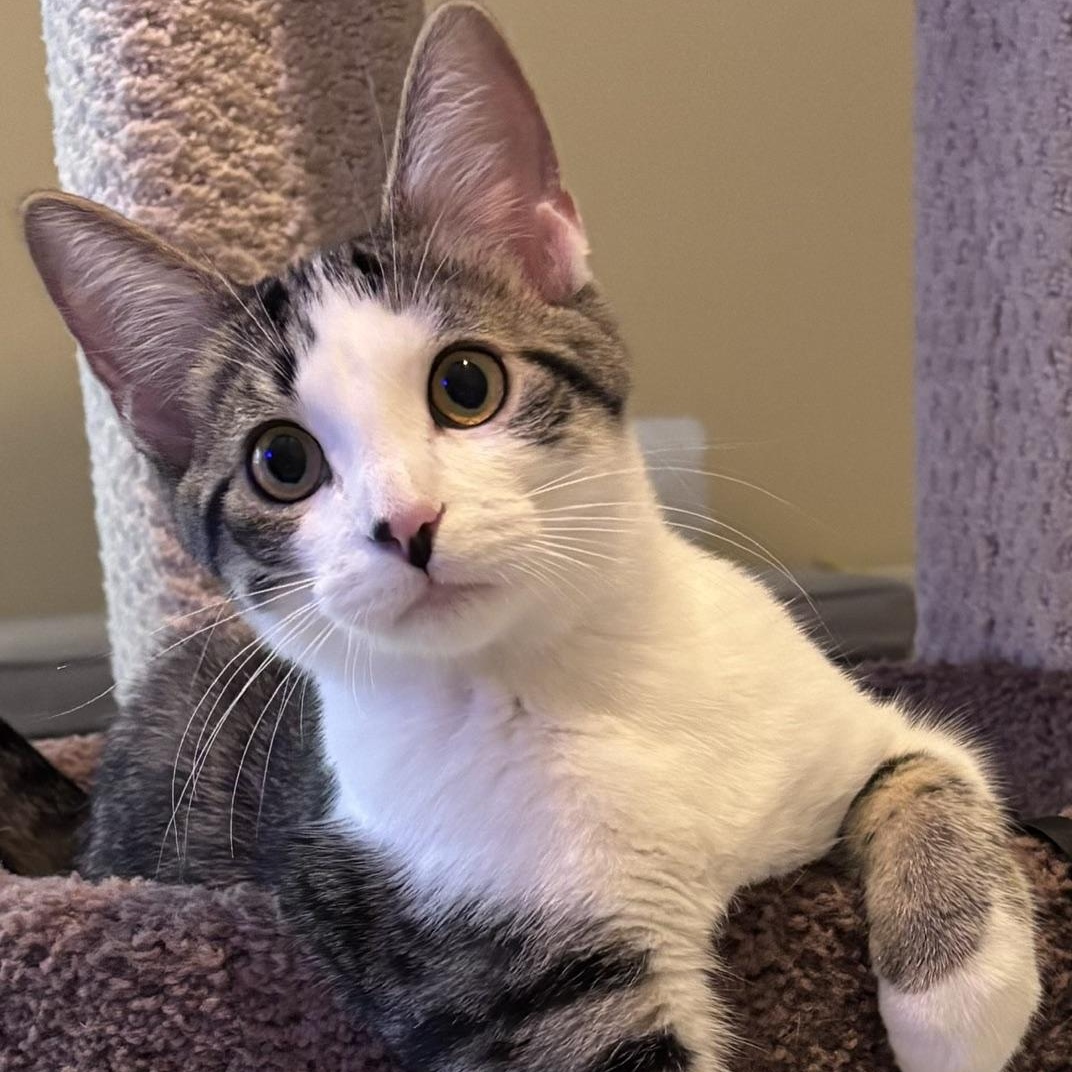Kenny Powers, ADOPTABLE, Kitten Male Tabby.