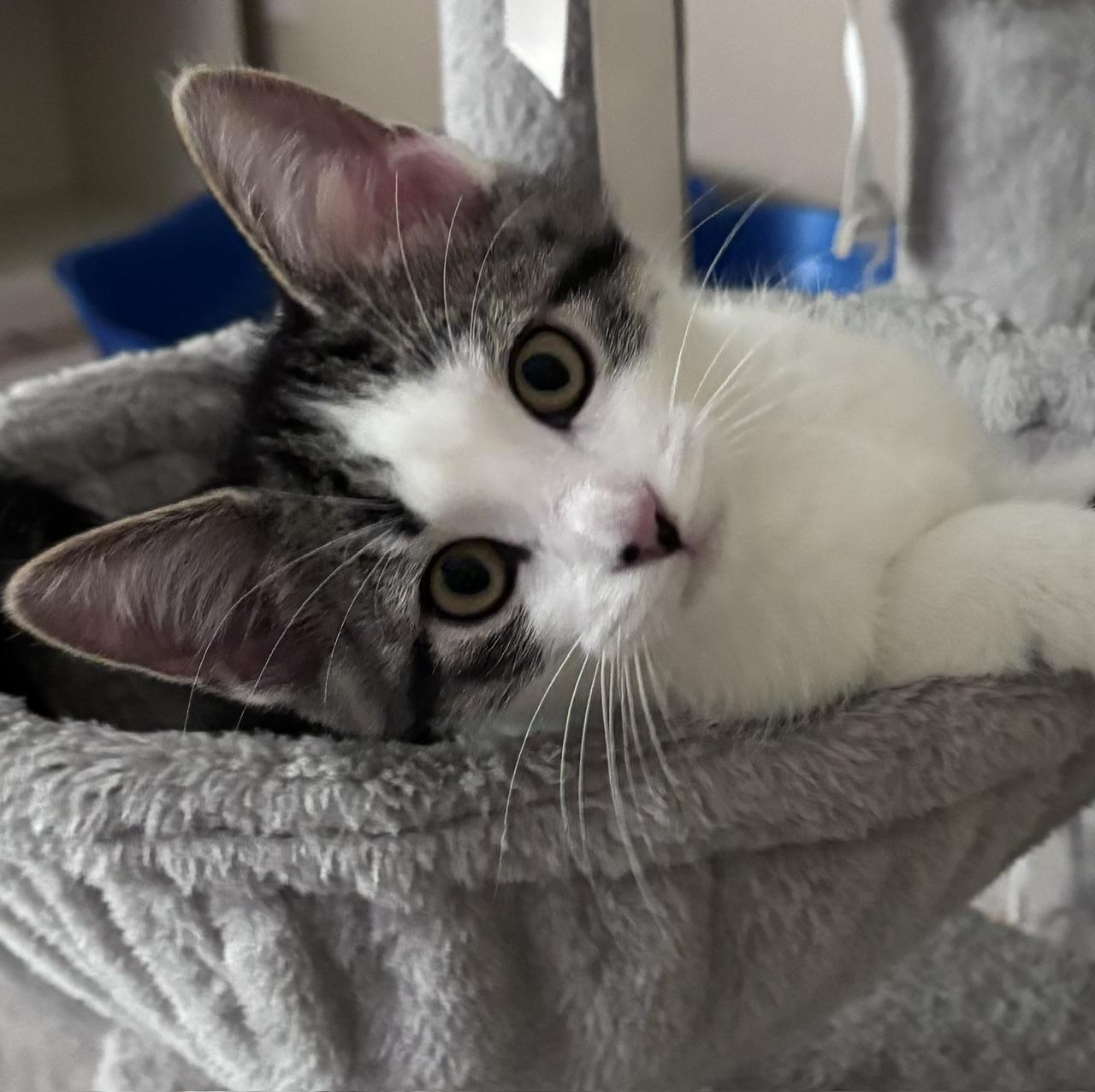 Enlarge Kenny P., a ADOPTABLE mixed breed in Lake Orion, MI image 5/5