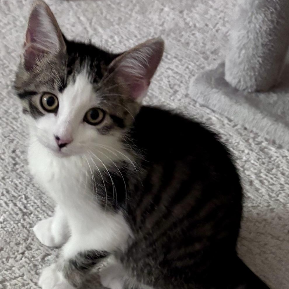 Kenny Powers, ADOPTABLE, Kitten Male Tabby.