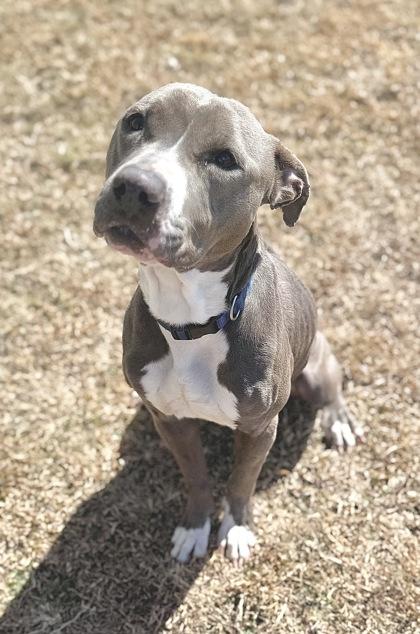 Jester, Adoptable, Adult Female Pit Bull Terrier & Mixed Breed.
