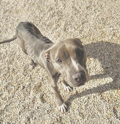 Jester, Adoptable, Adult Female Pit Bull Terrier & Mixed Breed.