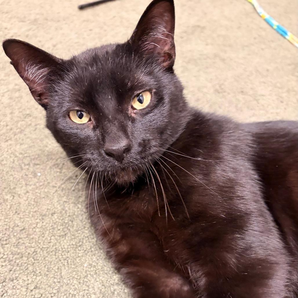 Enlarge Crinkles 55819, a Adoptable Domestic Short Hair in Lansing, MI image 2/6