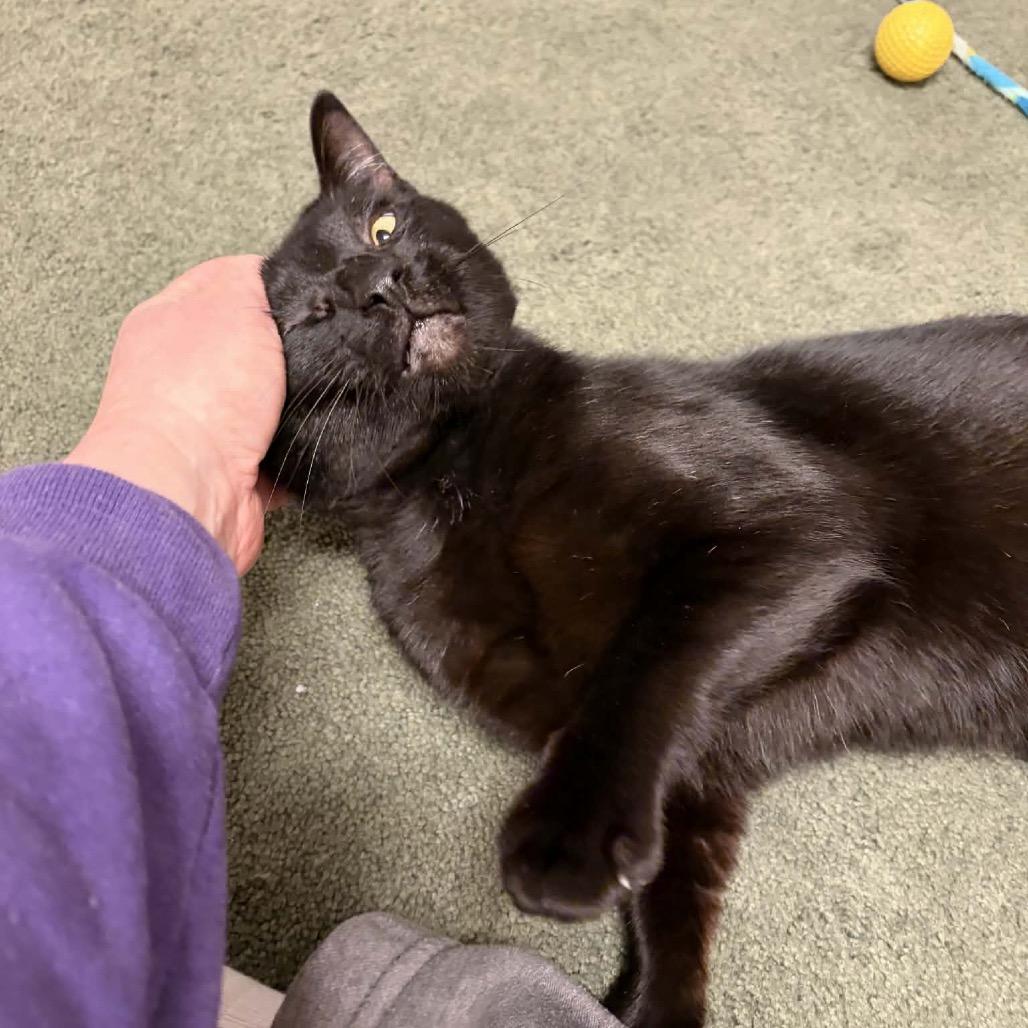 Enlarge Crinkles 55819, a Adoptable Domestic Short Hair in Lansing, MI image 3/6