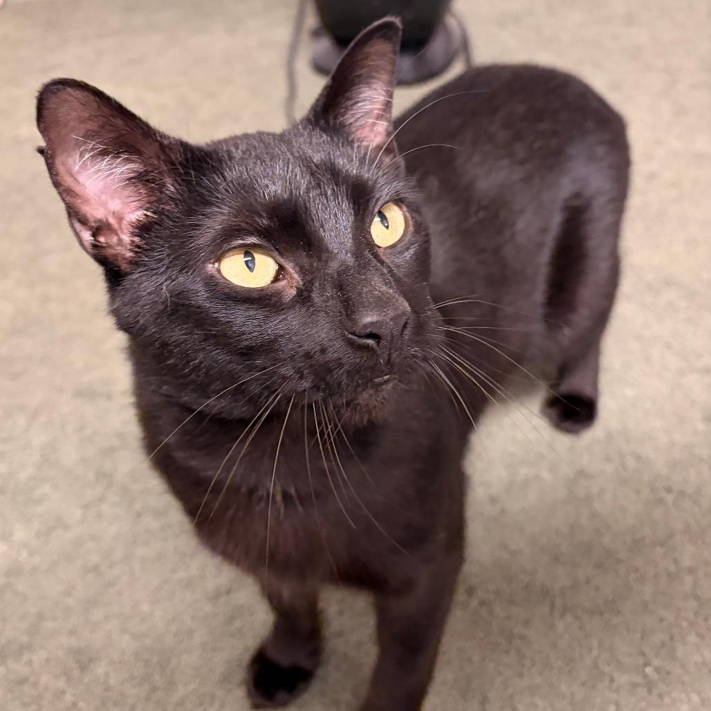 Enlarge Crinkles 55819, a Adoptable Domestic Short Hair in Lansing, MI image 4/6