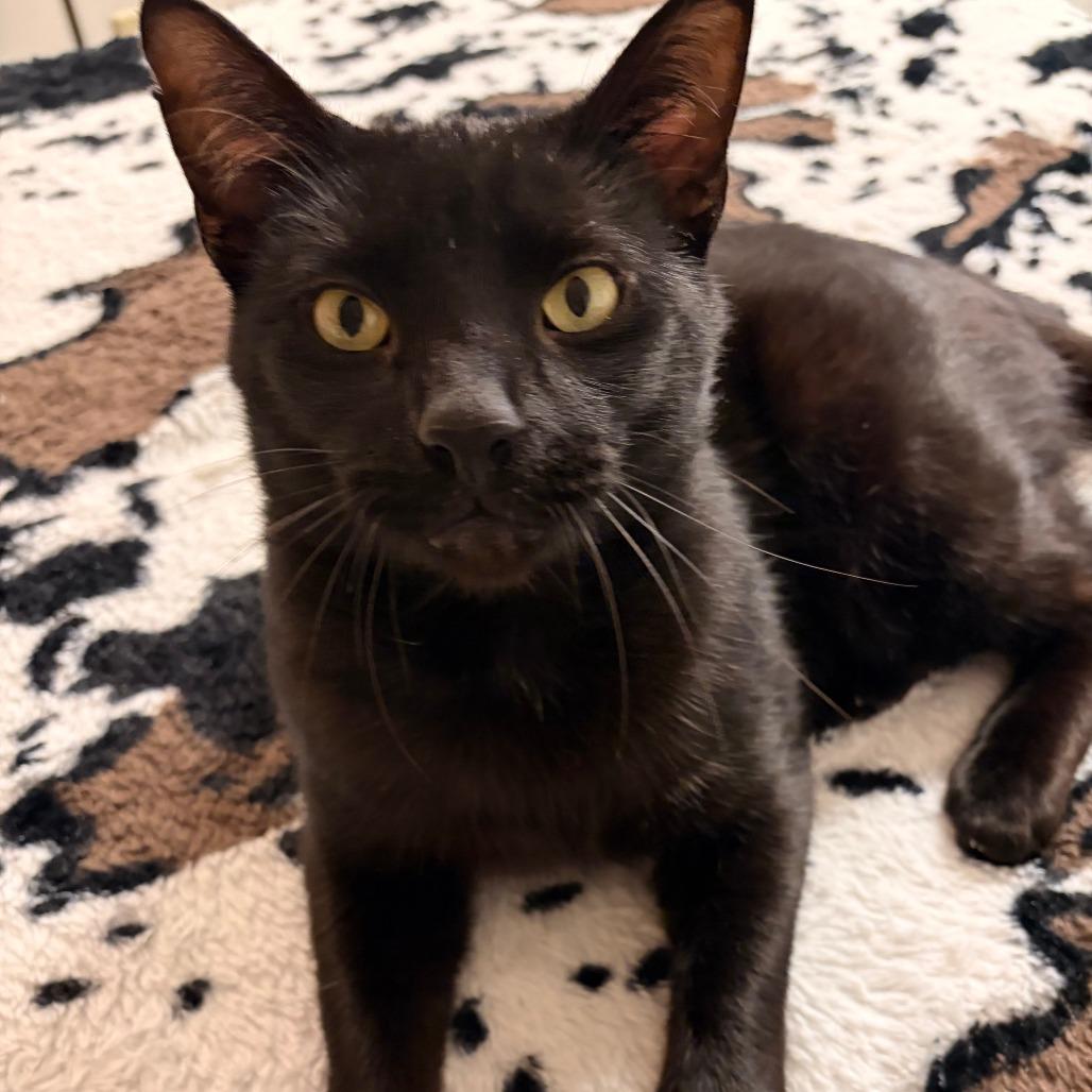 Enlarge Crinkles 55819, a Adoptable Domestic Short Hair in Lansing, MI image 5/6