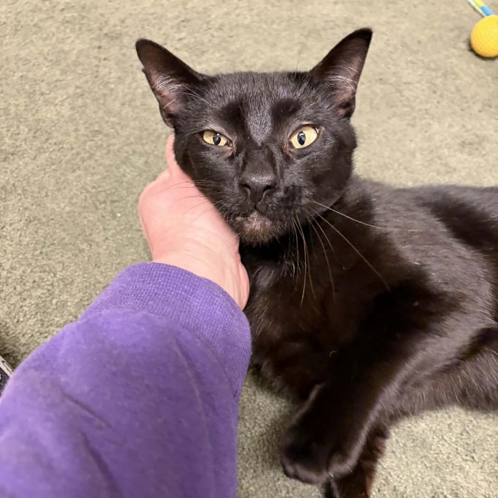 Enlarge Crinkles 55819, a Adoptable Domestic Short Hair in Lansing, MI image 6/6