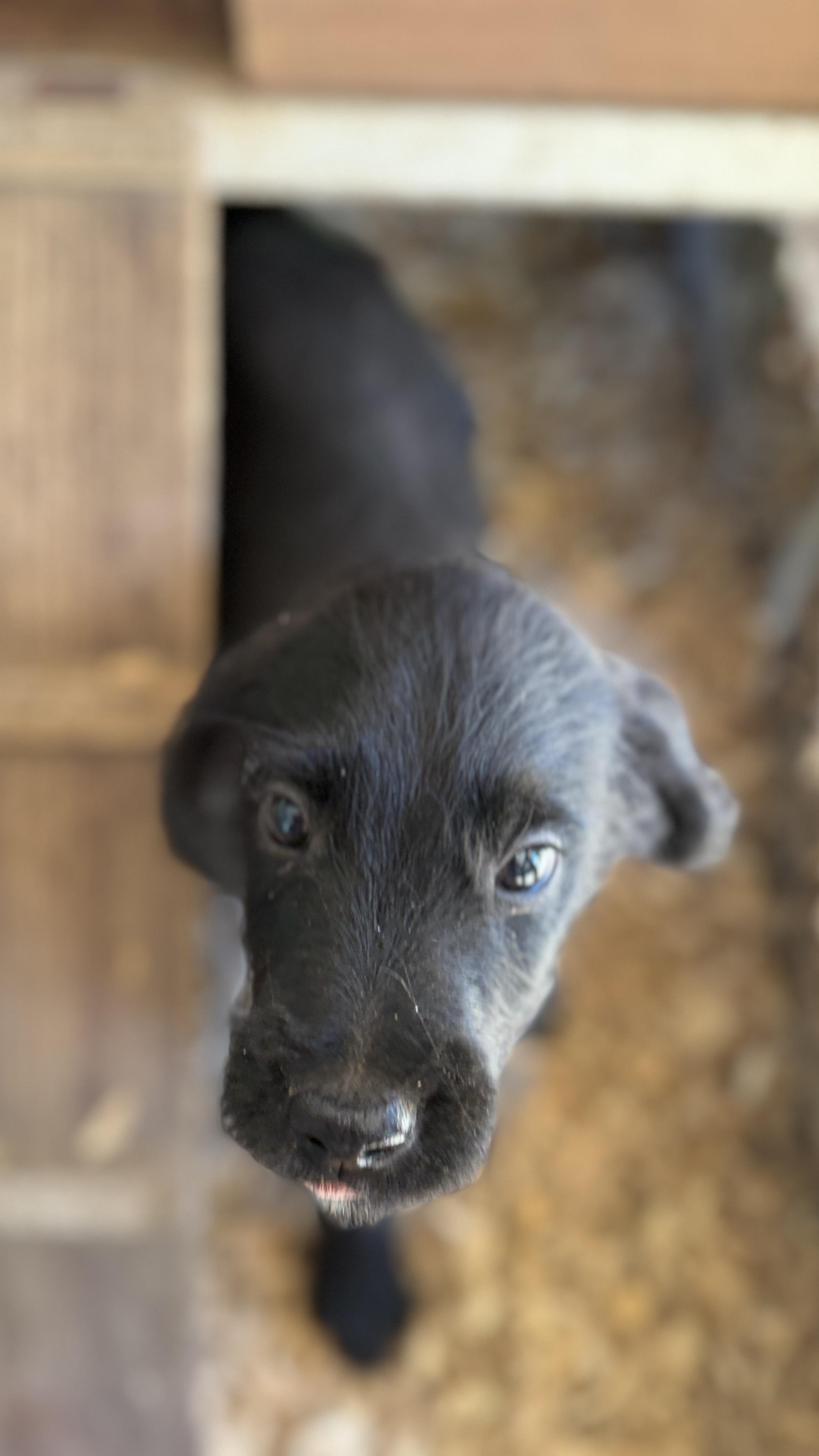 JAKOB, Adoptable, Puppy Male Poodle.