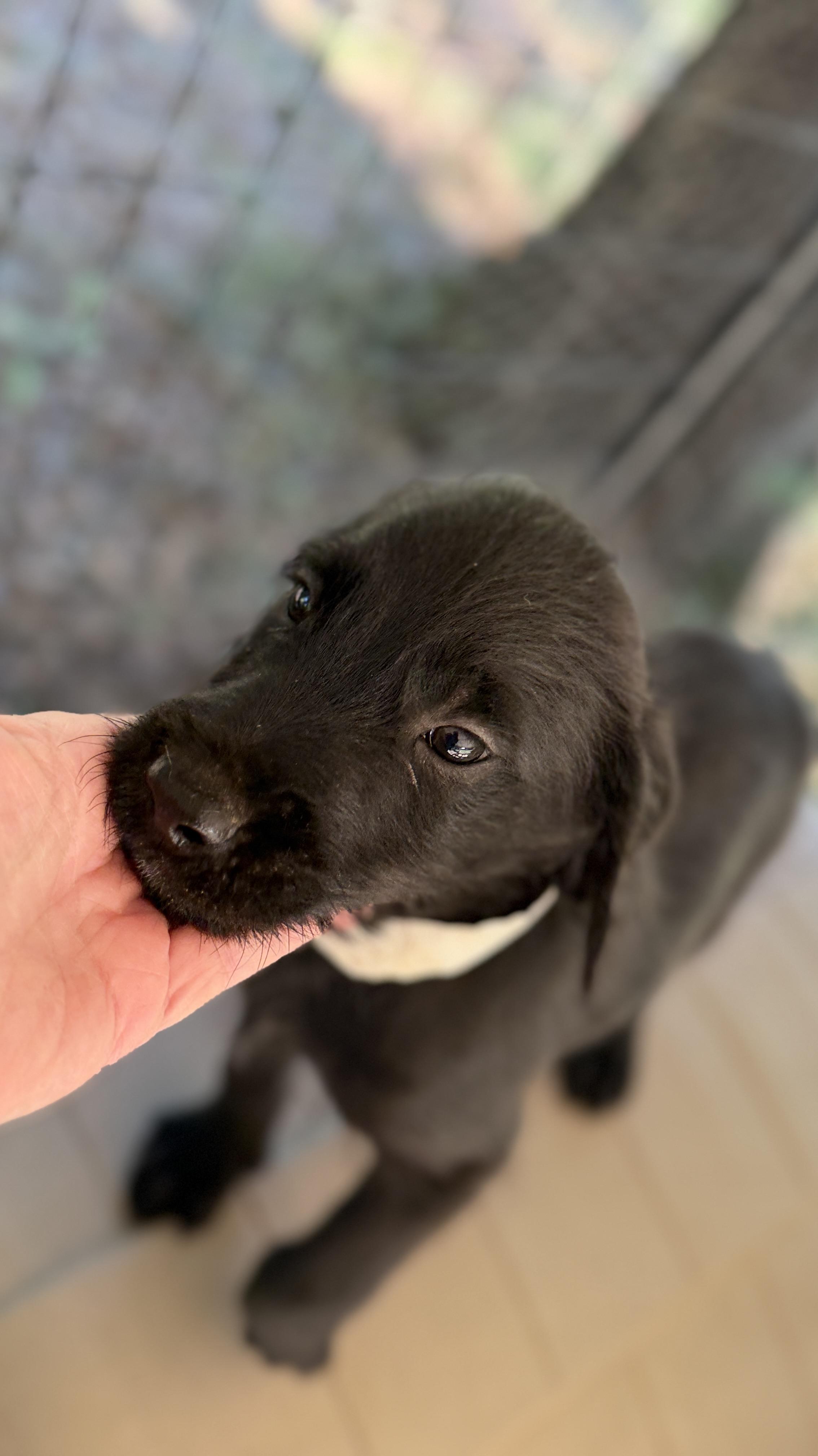 Enlarge JAKOB, a Adoptable mixed breed in Fosters, AL image 3/6