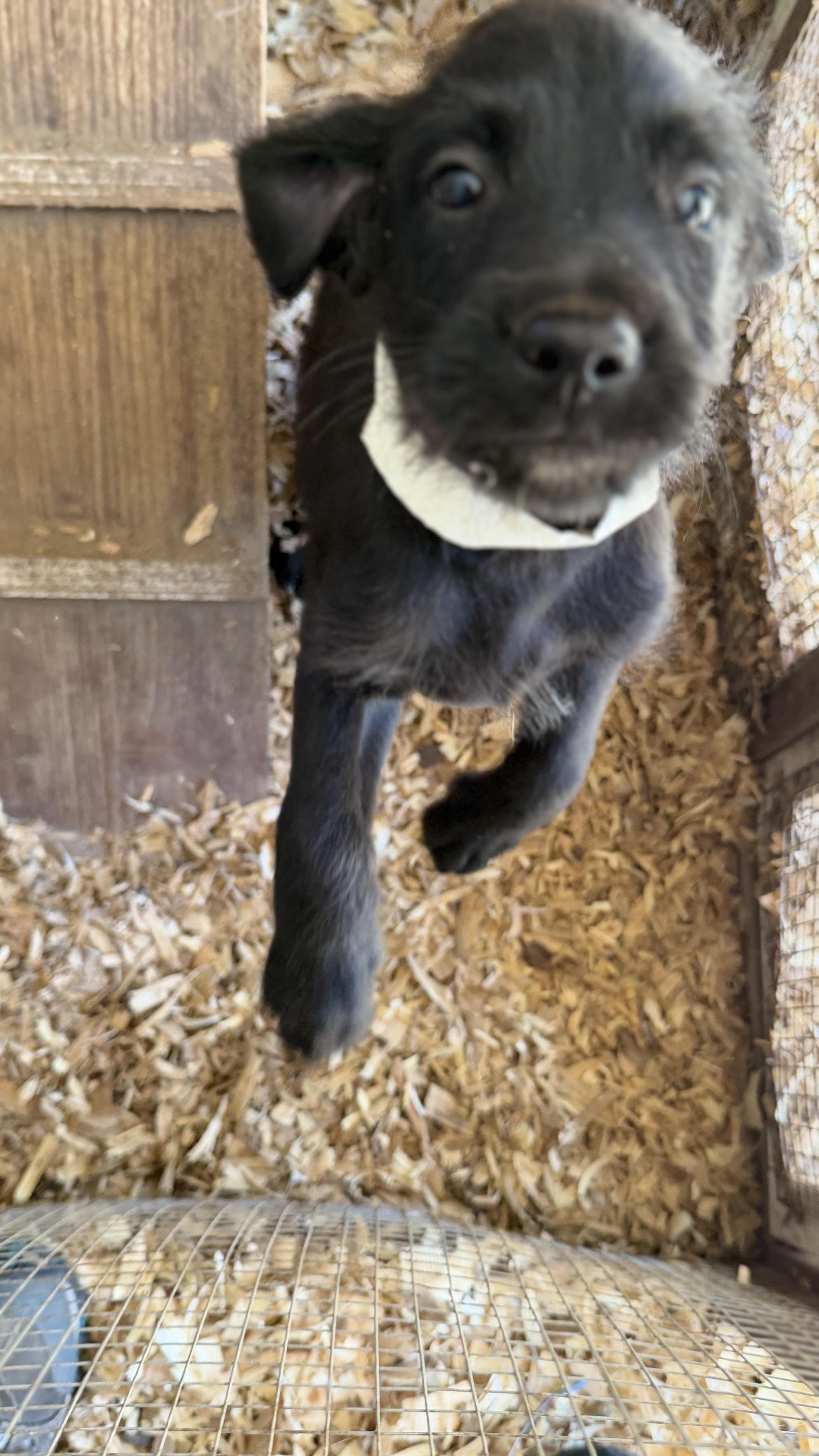 Enlarge JAKOB, a Adoptable mixed breed in Fosters, AL image 4/6
