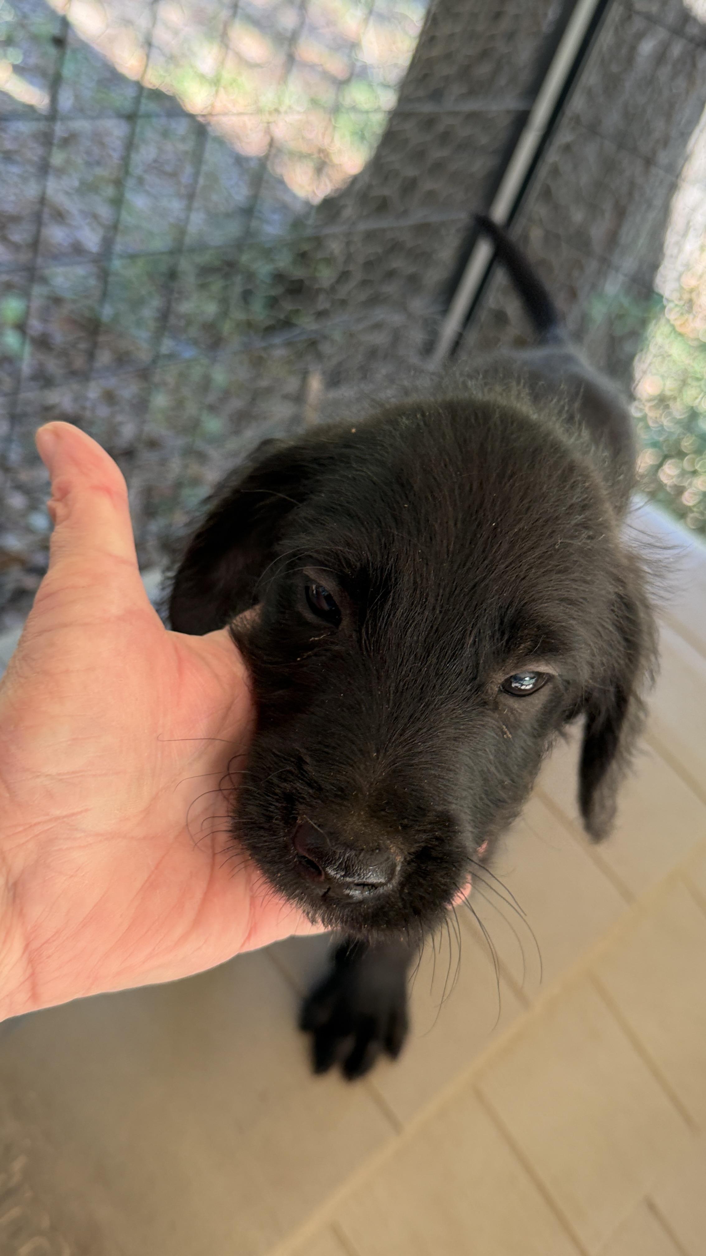 Enlarge JAKOB, a Adoptable mixed breed in Fosters, AL image 2/6
