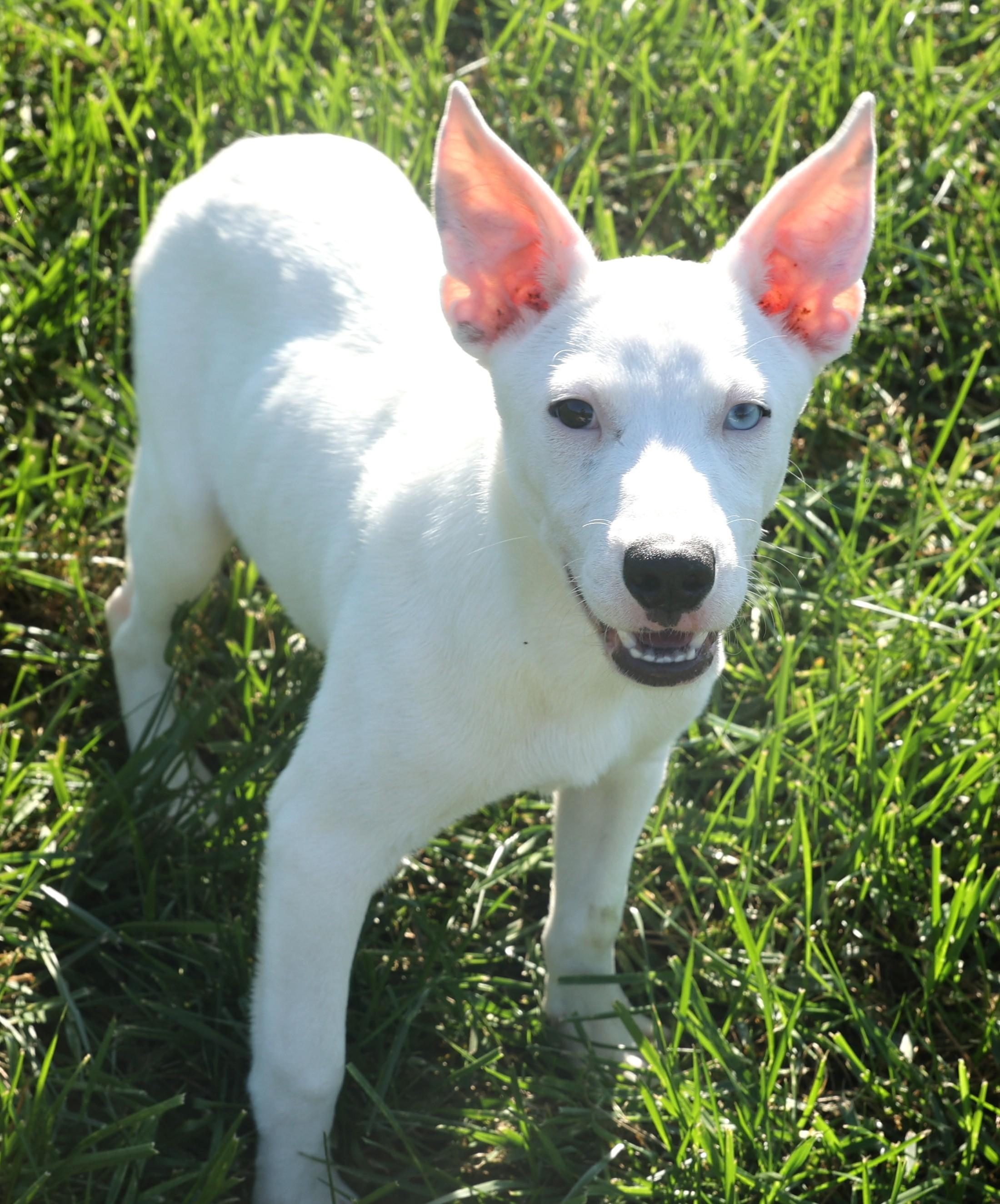 Reno-Available 12/7 @Petsmart! www.lhar.dog to apply!, a Adoptable mixed breed in Frederick, MD image 4/6