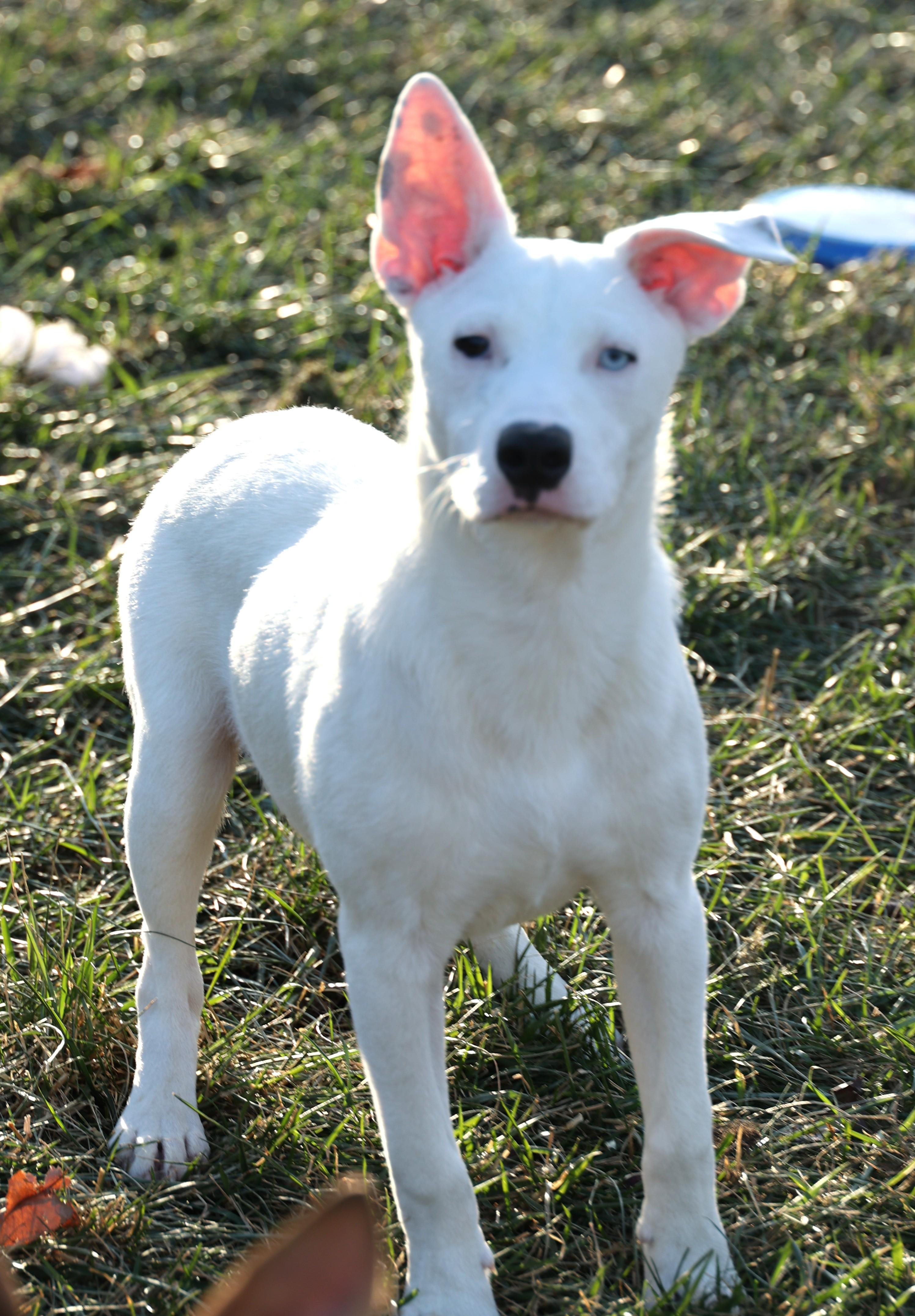 Reno-Available 12/7 @Petsmart! www.lhar.dog to apply!, Adoptable, Puppy Male Husky & Collie.