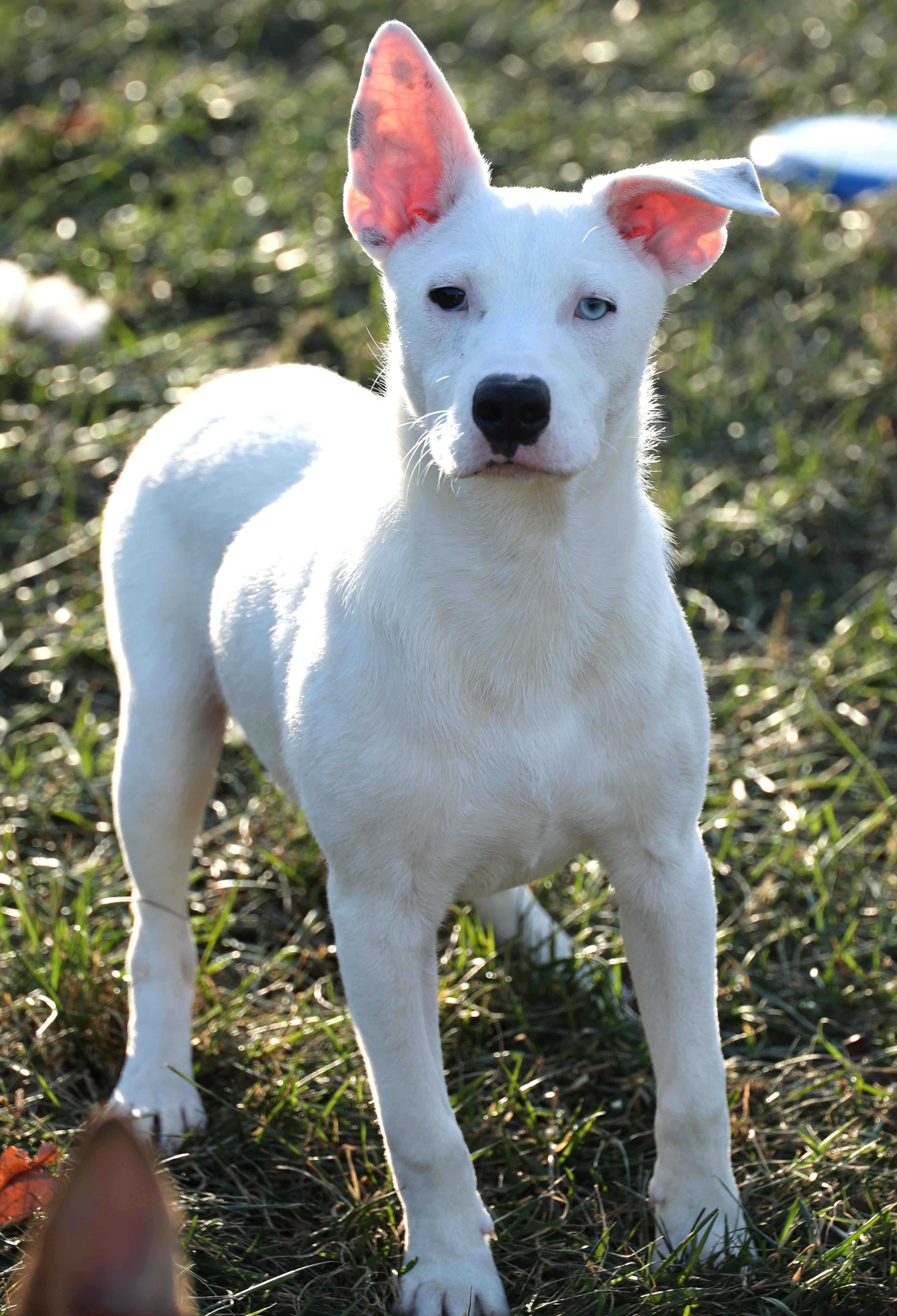 Reno-Available 12/7 @Petsmart! www.lhar.dog to apply!, a Adoptable mixed breed in Frederick, MD image 6/6