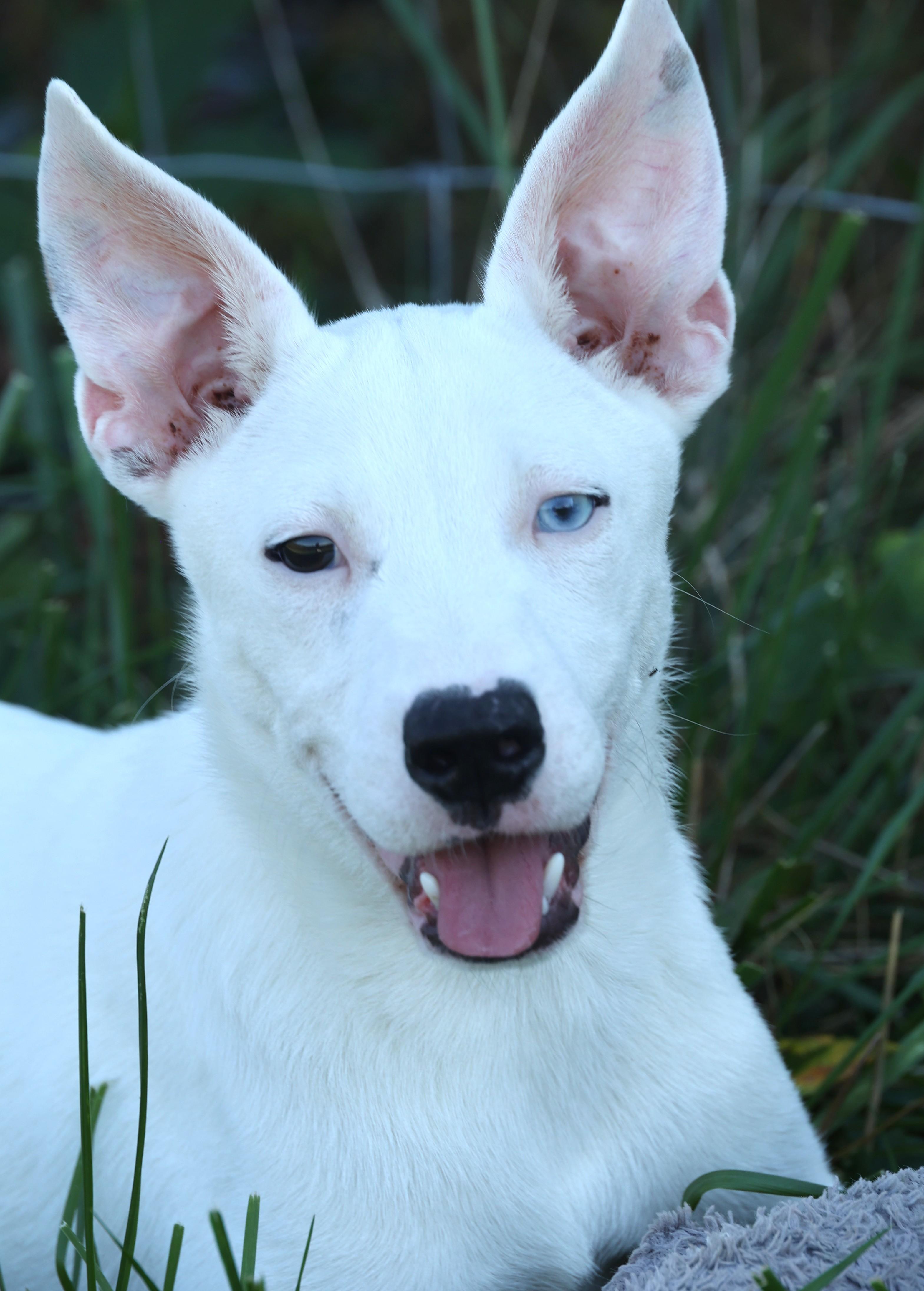 Reno-Available 12/7 @Petsmart! www.lhar.dog to apply!, a Adoptable mixed breed in Frederick, MD image 2/6