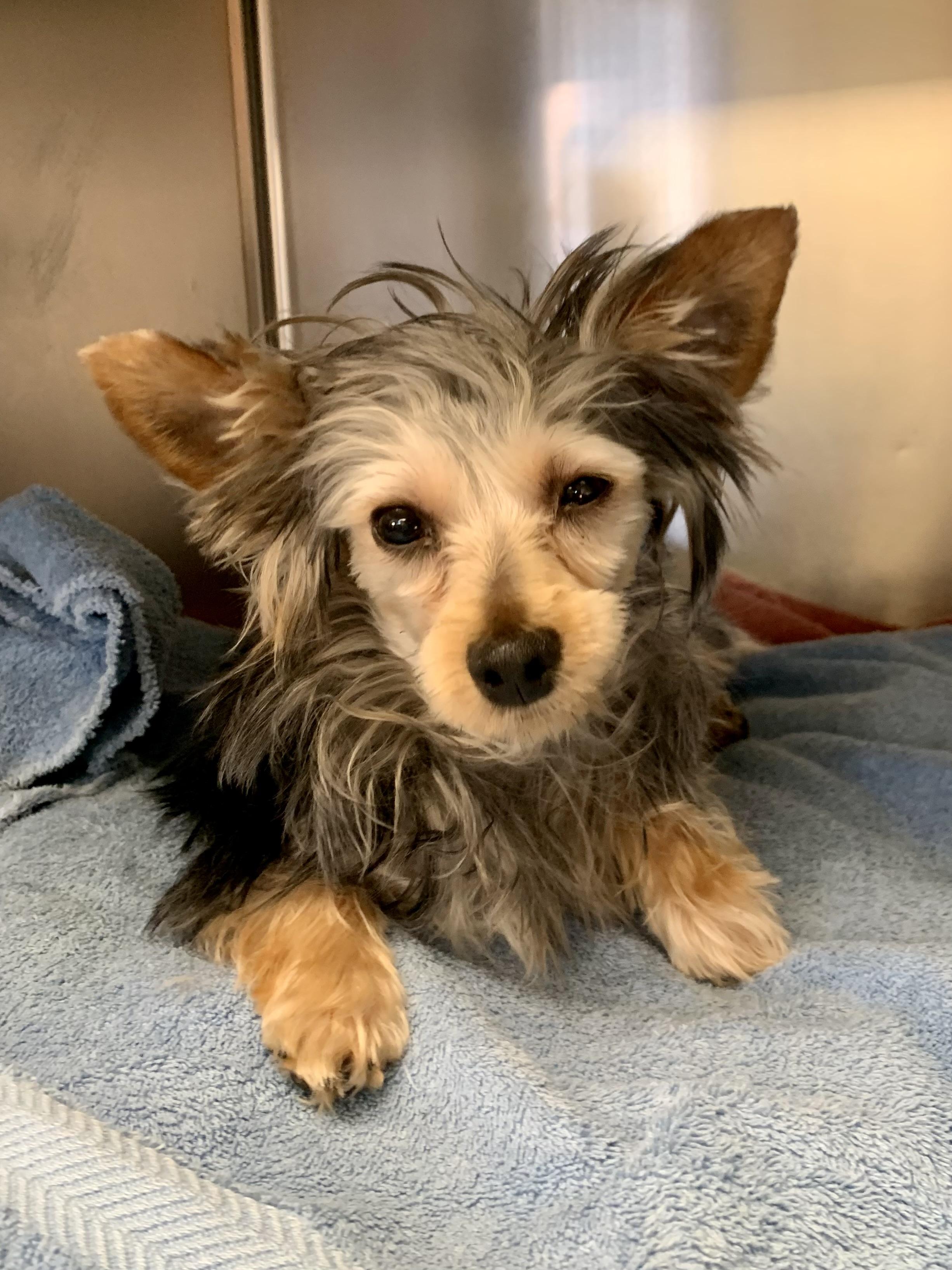 Enlarge Tinkerbell , a ADOPTABLE Yorkshire Terrier in Richmond, VA image 3/3