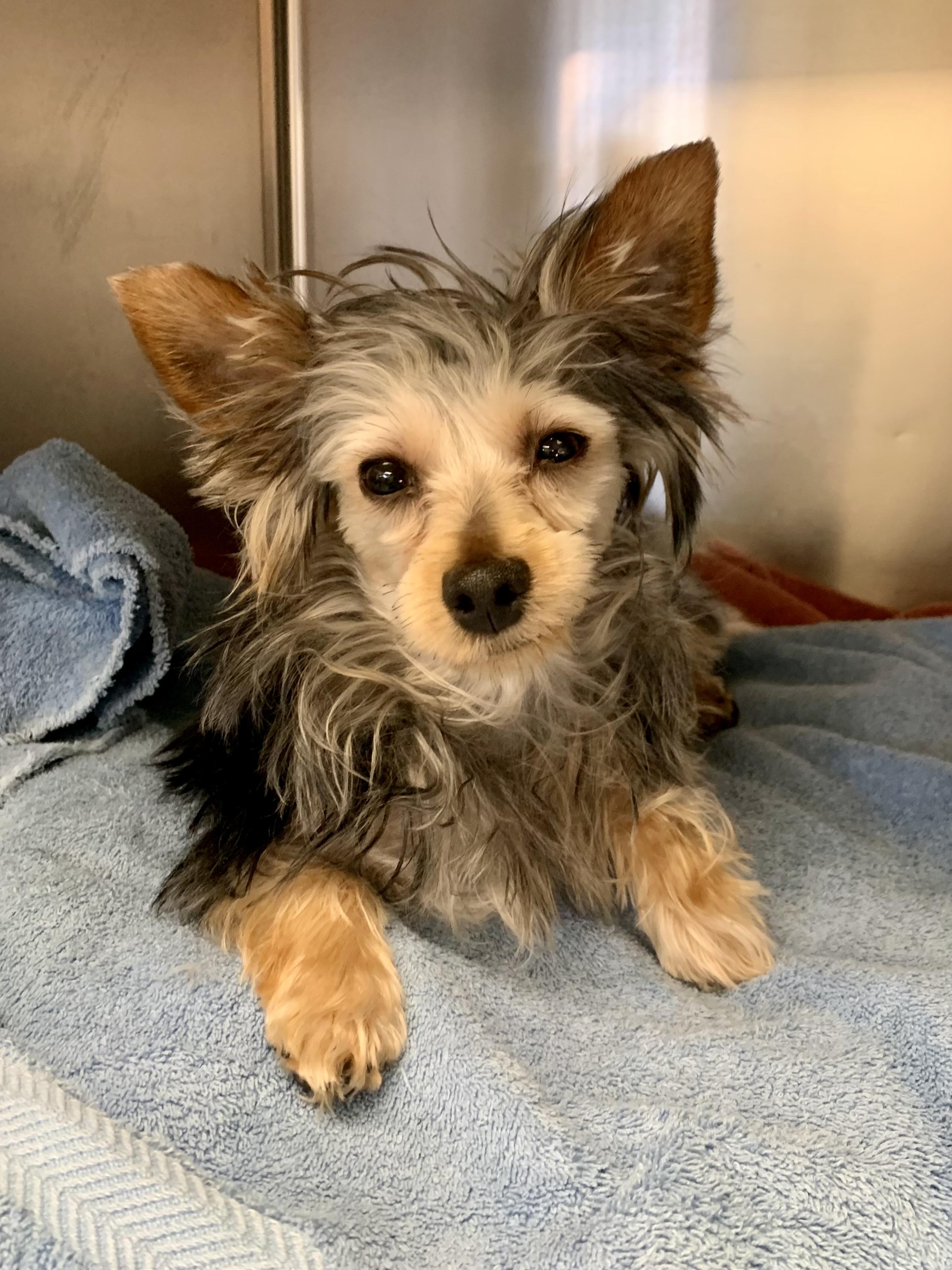 Enlarge Tinkerbell , a ADOPTABLE Yorkshire Terrier in Richmond, VA image 2/3