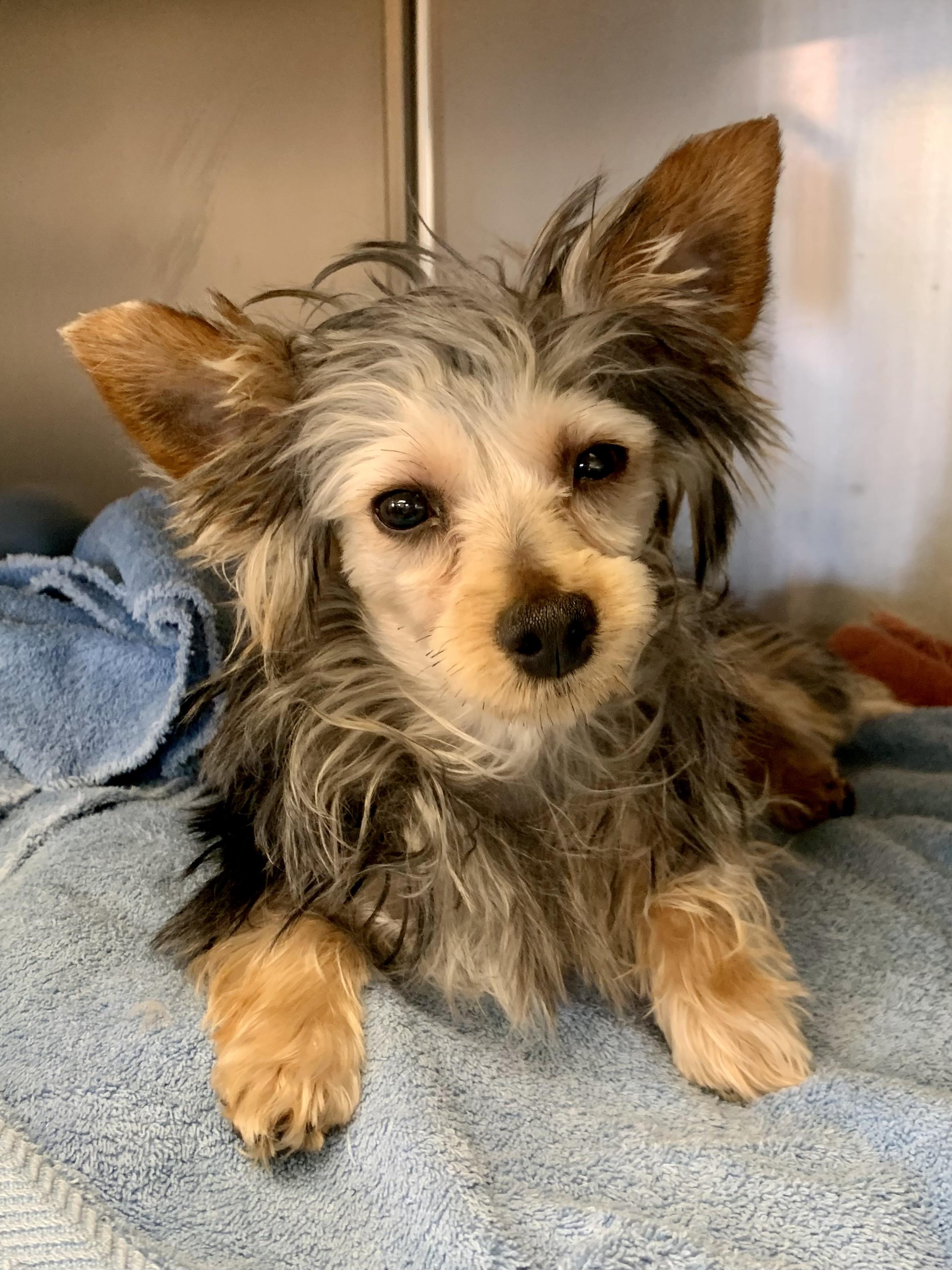 Tinkerbell , ADOPTABLE, Puppy Female Yorkshire Terrier.