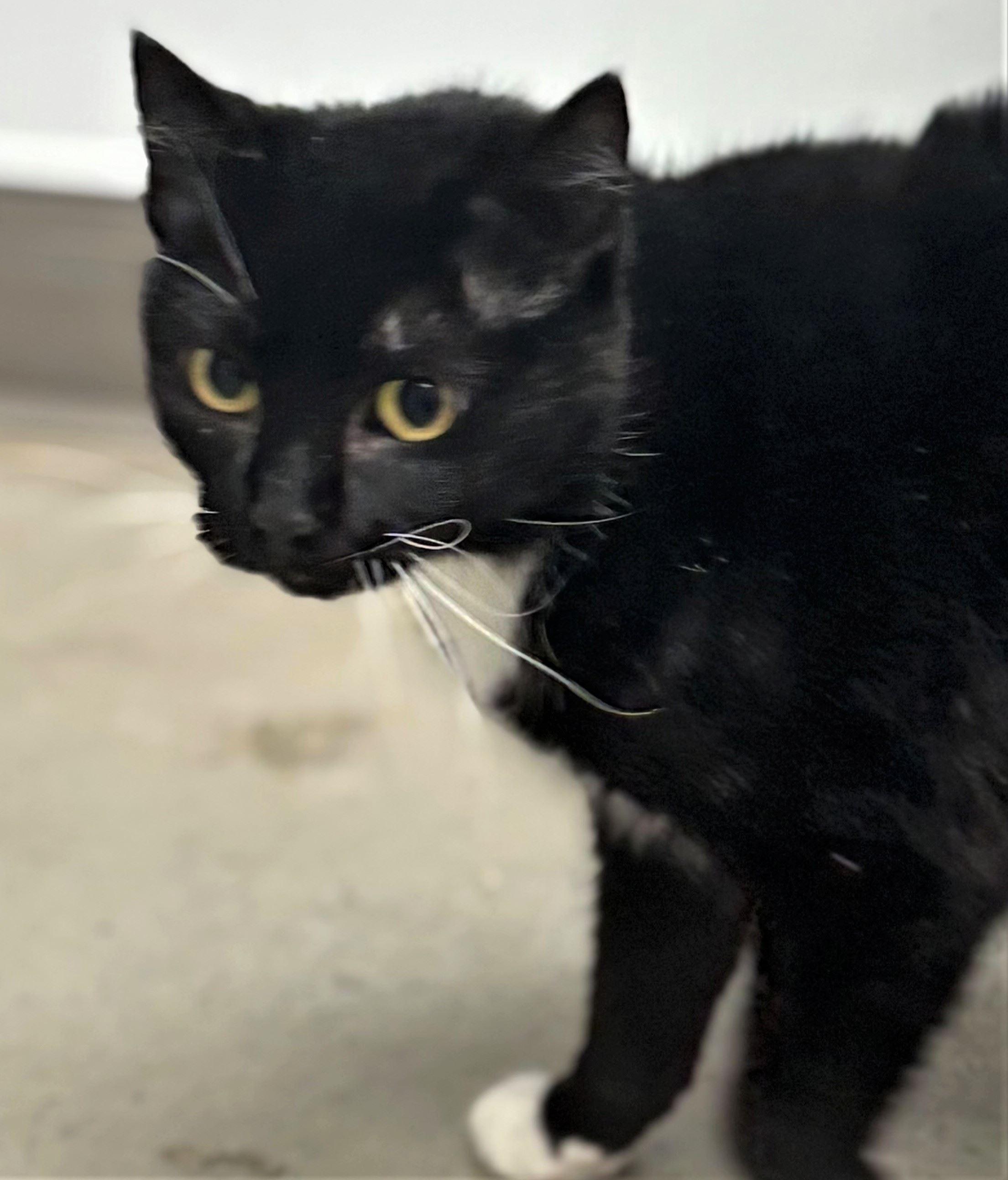 Enlarge Polka, a ADOPTABLE Domestic Short Hair in Iowa City, IA image 2/2