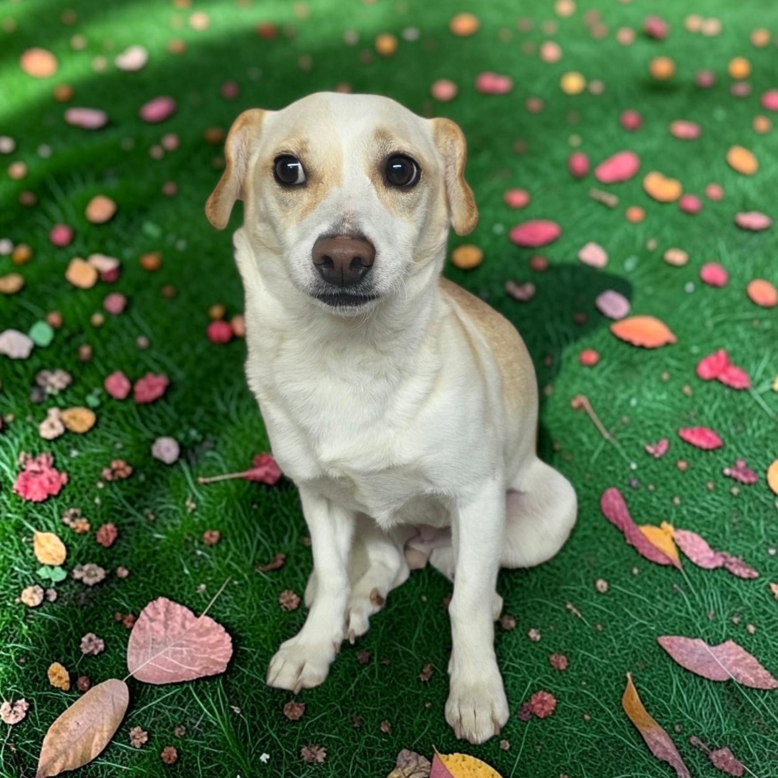Cally, Adoptable, Adult Female Beagle.