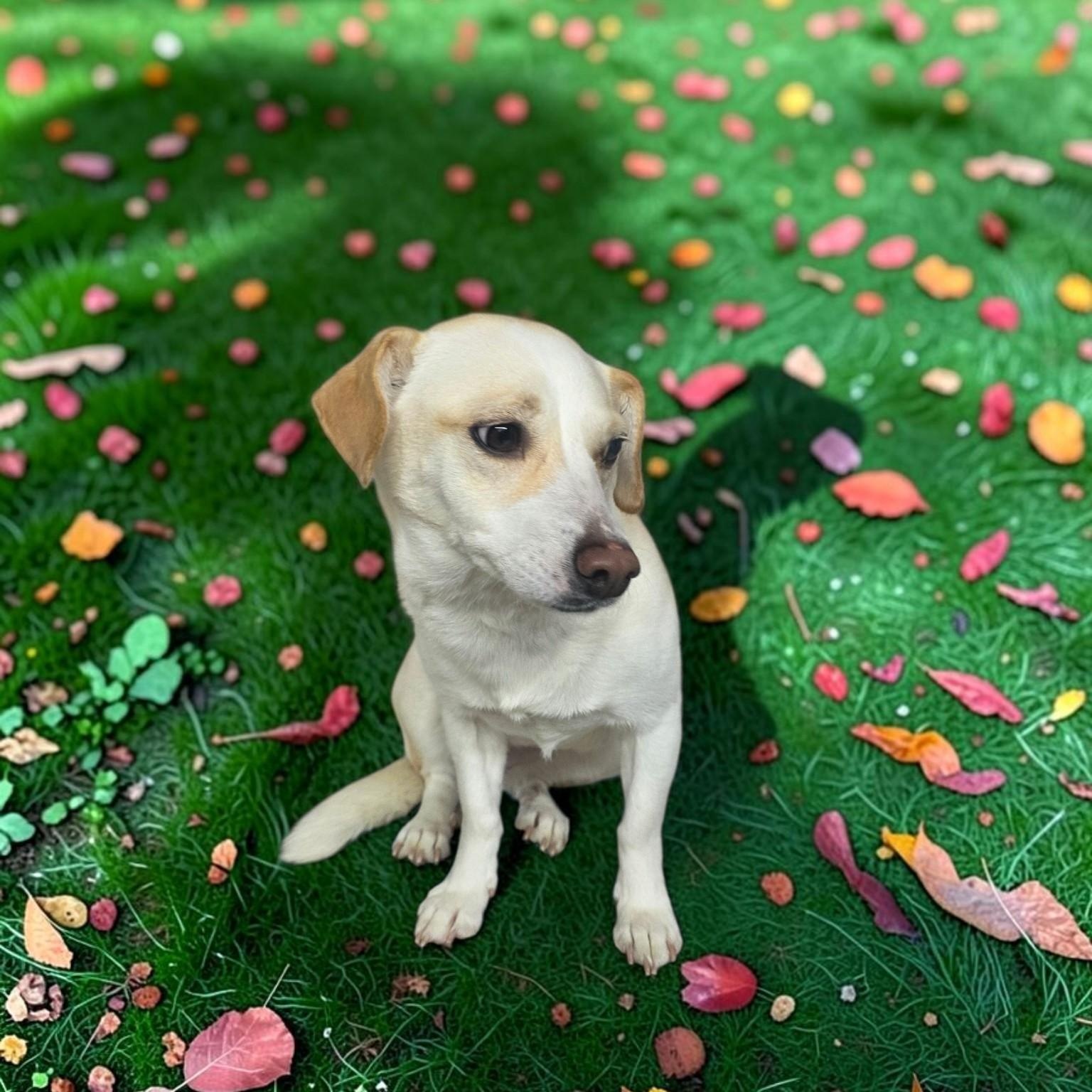 Enlarge Cally, a Adoptable mixed breed in Dallas, GA image 2/4