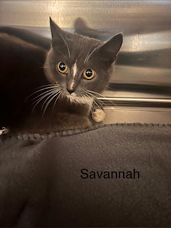 Savannah, Adoptable, Adult Female Domestic Short Hair.