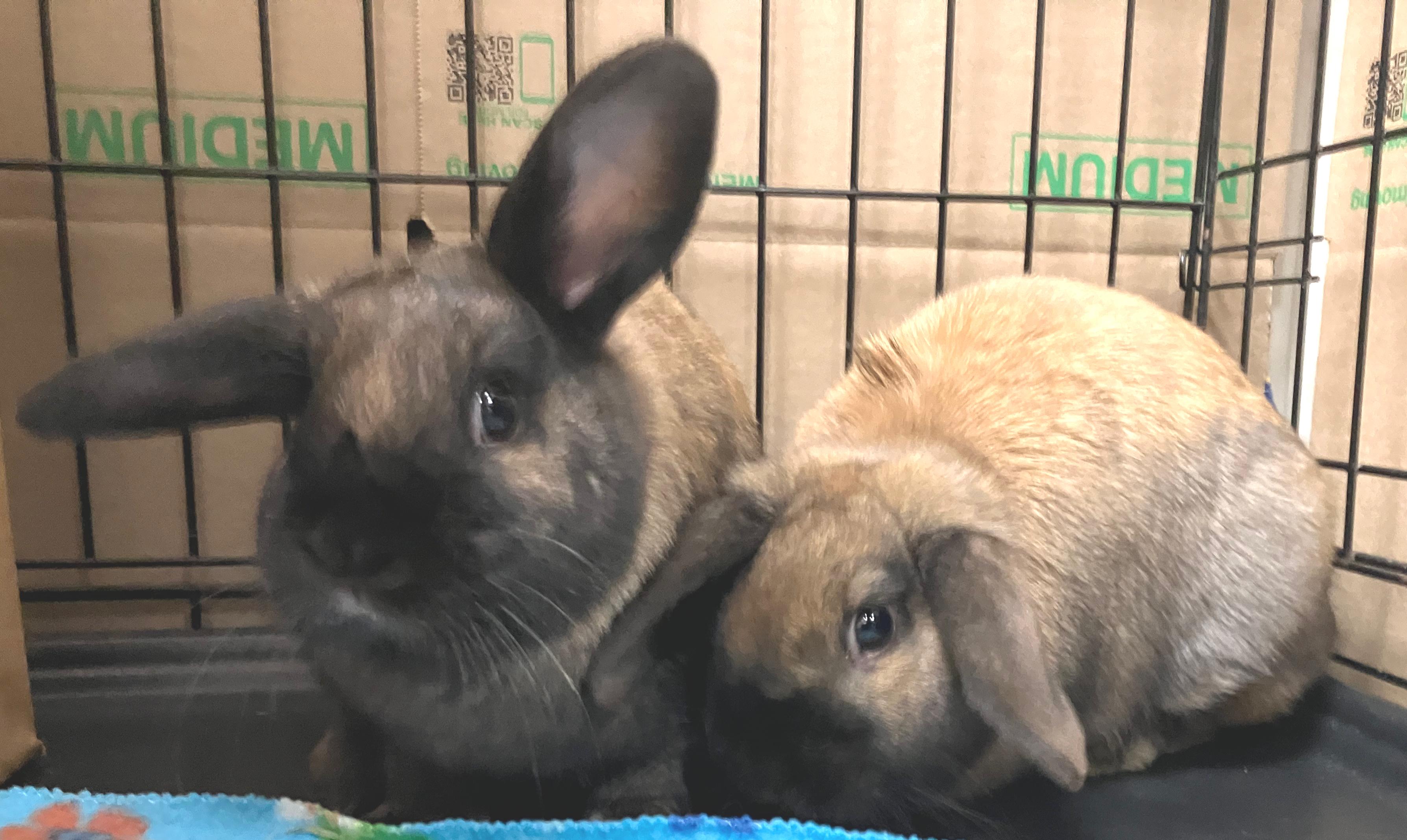 Enlarge Zara & Zya, an adopted Holland Lop in Oshkosh, WI image 2/5