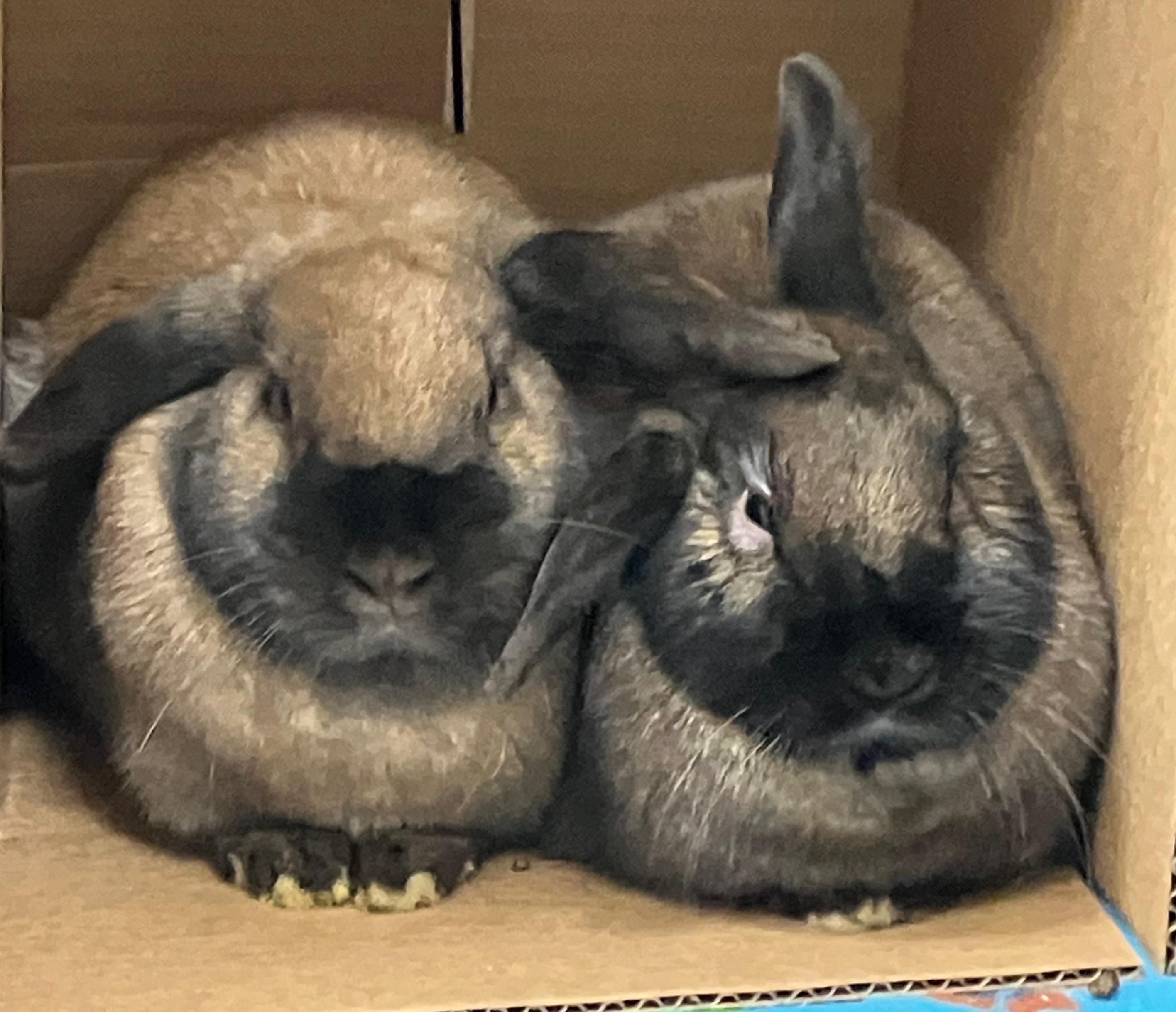 Zara & Zya, adopted, Young Female Holland Lop.