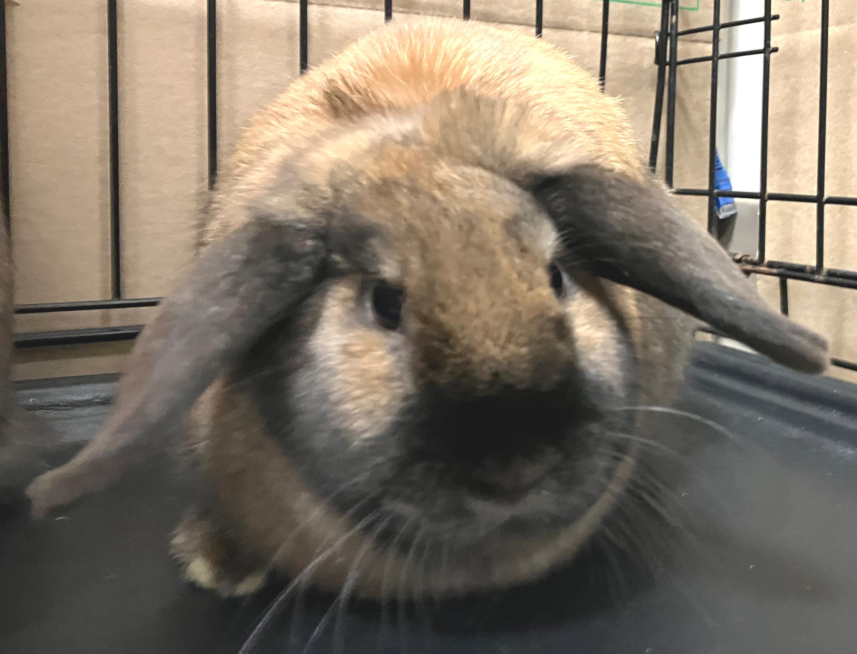 Enlarge Zara & Zya, an adopted Holland Lop in Oshkosh, WI image 4/5