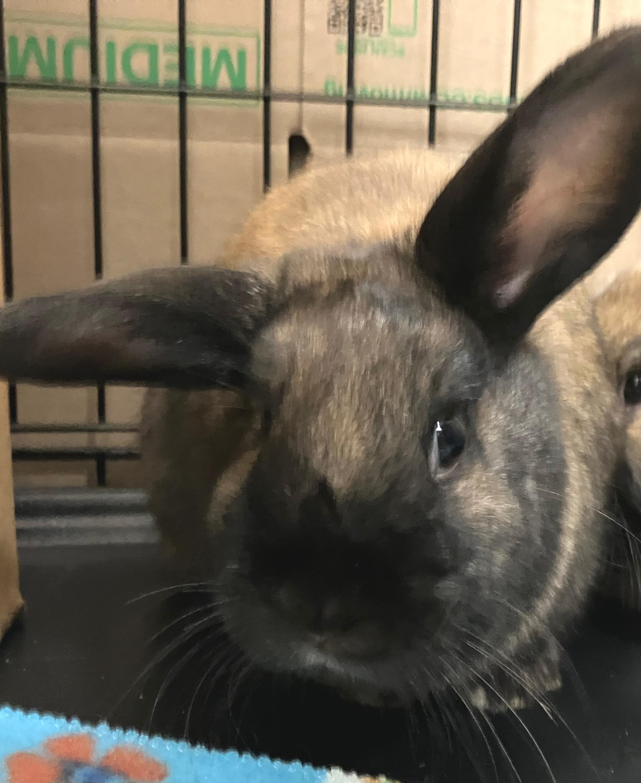 Enlarge Zara & Zya, an adopted Holland Lop in Oshkosh, WI image 5/5