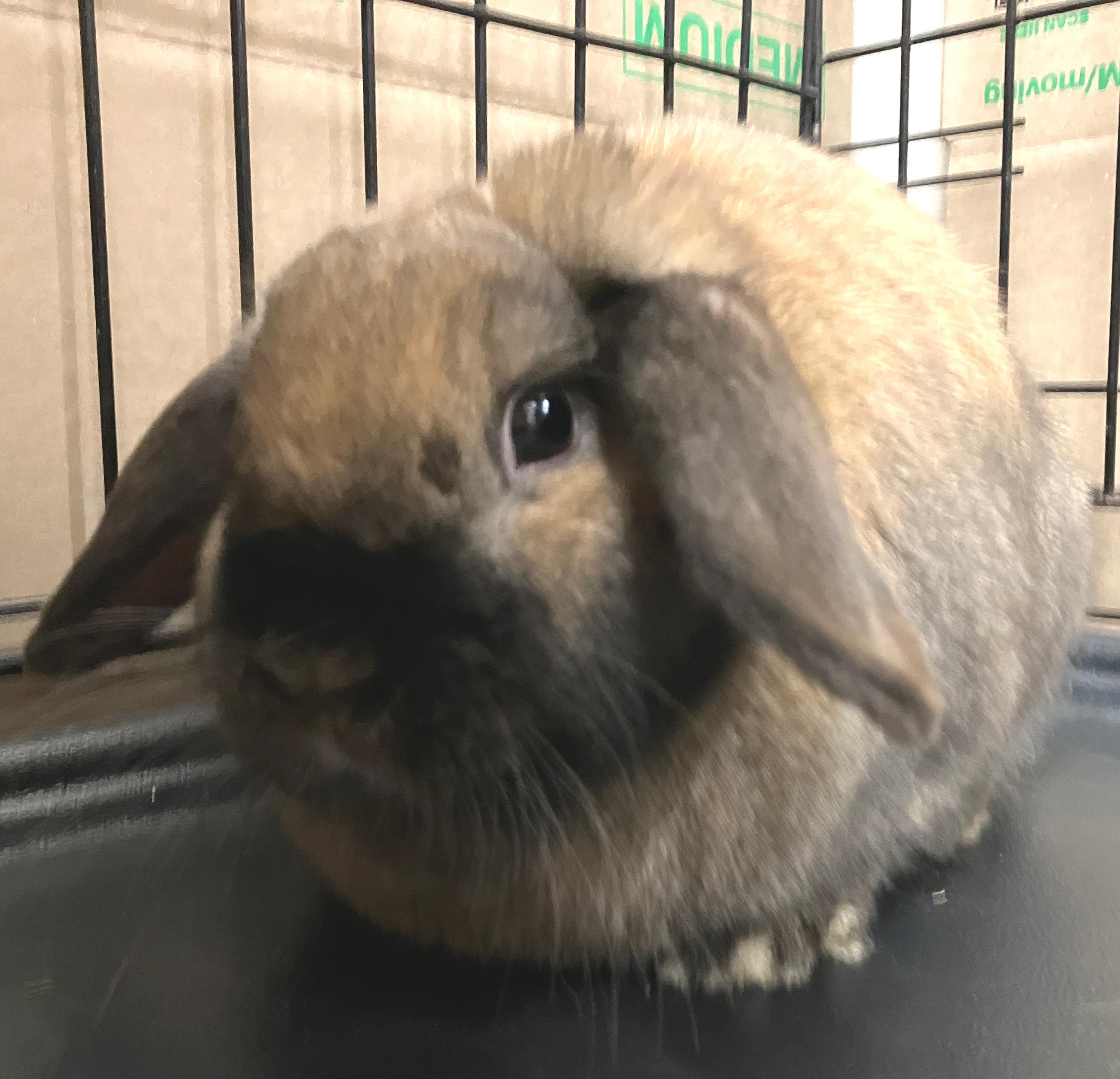 Enlarge Zara & Zya, an adopted Holland Lop in Oshkosh, WI image 3/5