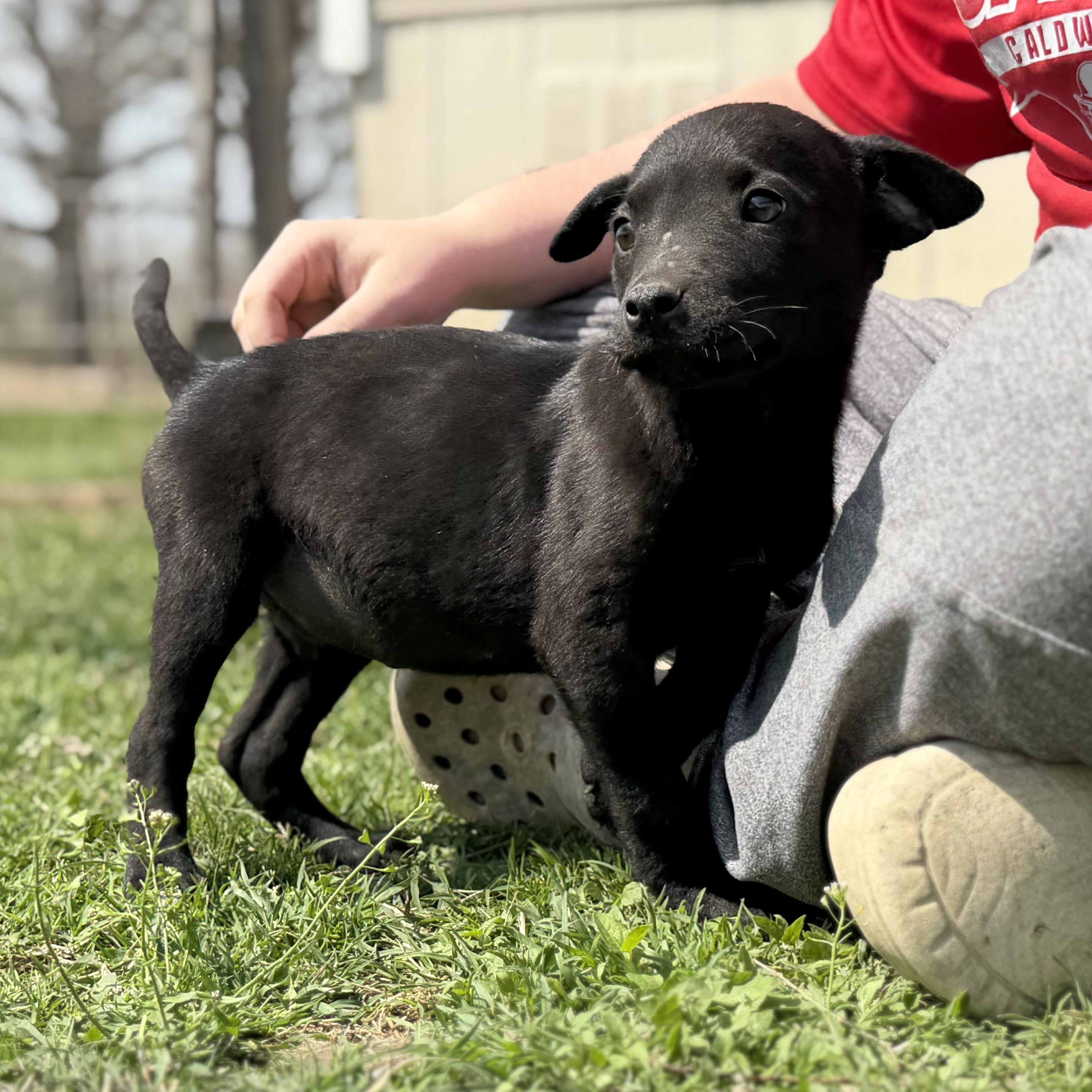 Scorpio — thumbnail 4