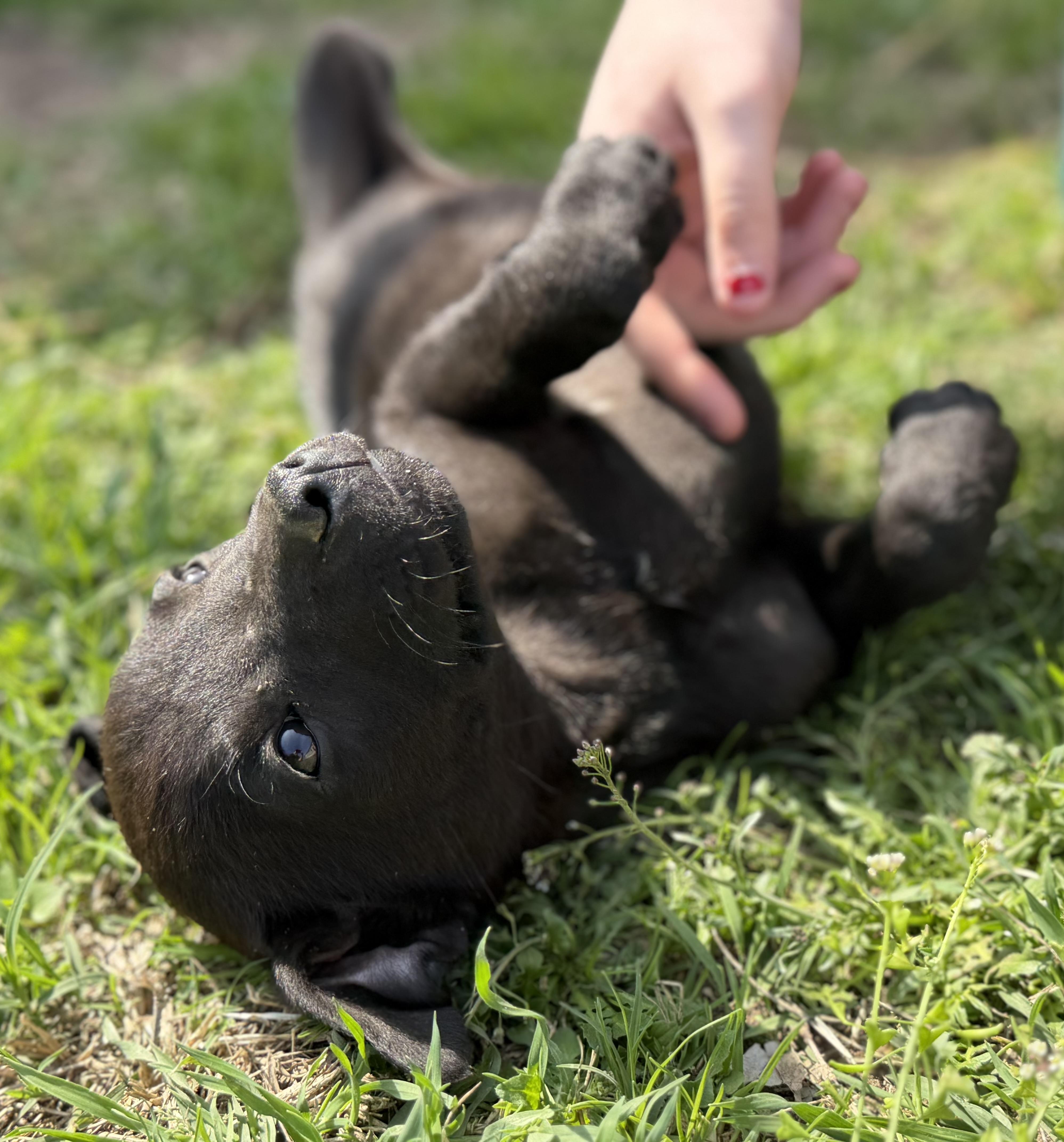 Scorpio — thumbnail 6