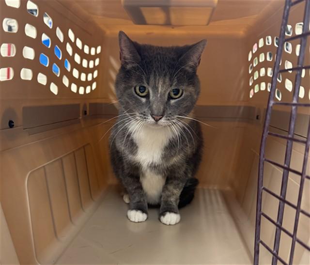 KATY, Adoptable, Senior Female Domestic Short Hair.
