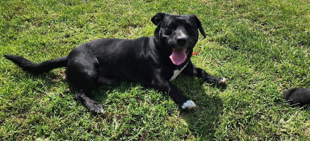 ROLO 217-26, ADOPTABLE, Young Male Mixed Breed.