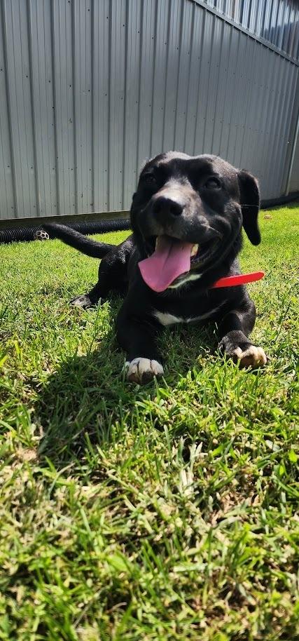 Enlarge ROLO 217-26, a ADOPTABLE mixed breed in Cambridge, OH image 3/3