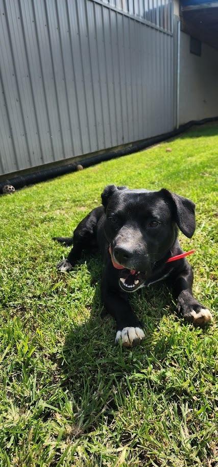 Enlarge ROLO 217-26, a ADOPTABLE mixed breed in Cambridge, OH image 2/3