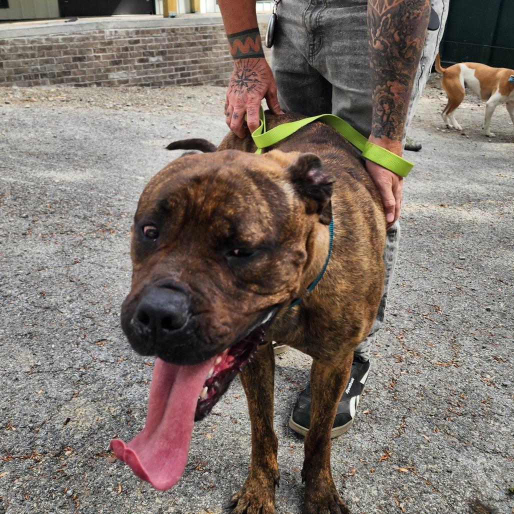 Enlarge Maddie, a Adoptable Mastiff in Evensville, TN image 1/6