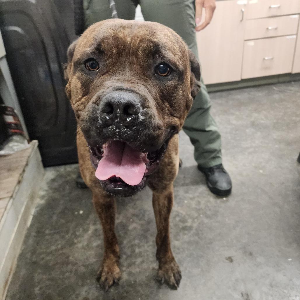 Enlarge Maddie, a Adoptable Mastiff in Evensville, TN image 2/6