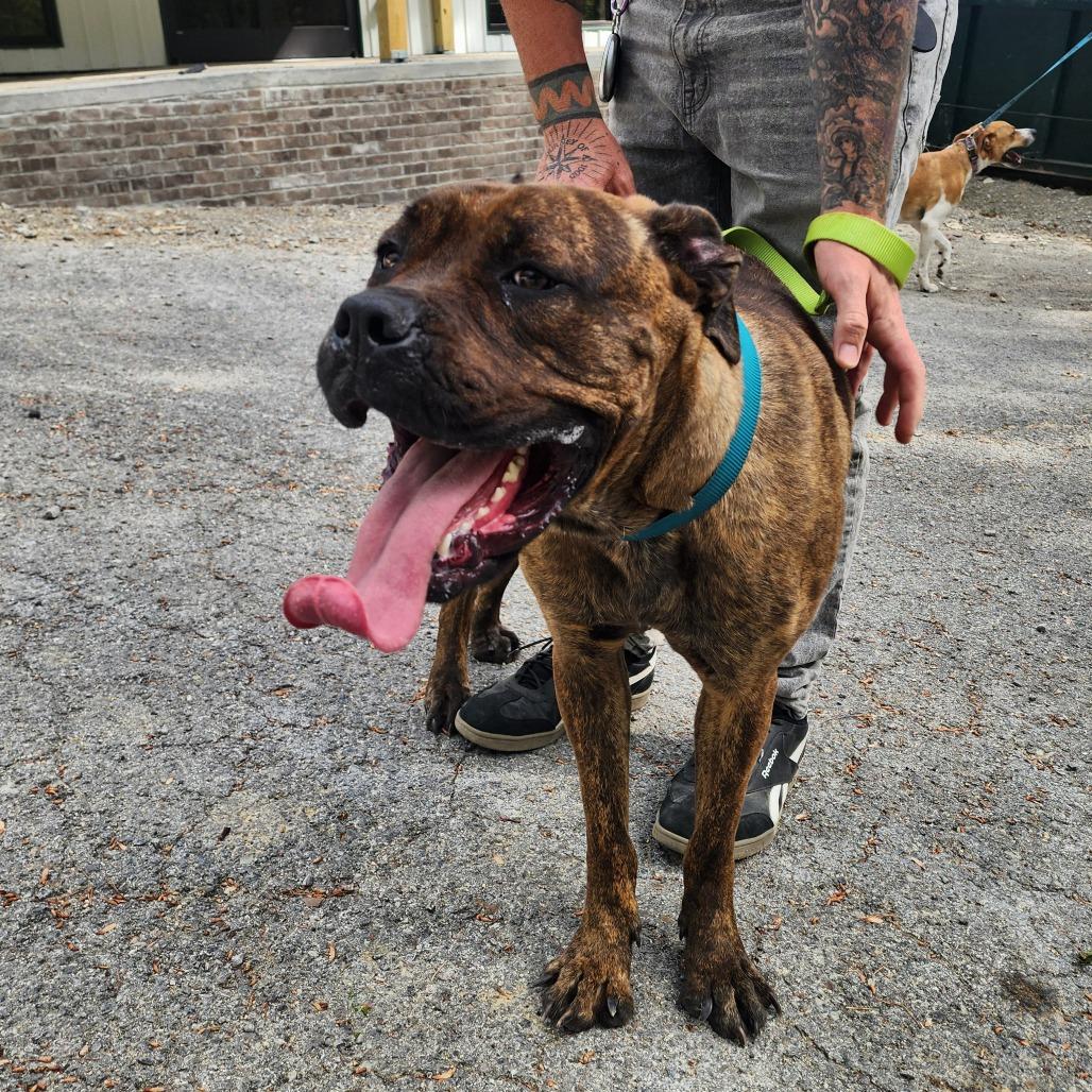 Enlarge Maddie, a Adoptable Mastiff in Evensville, TN image 3/6