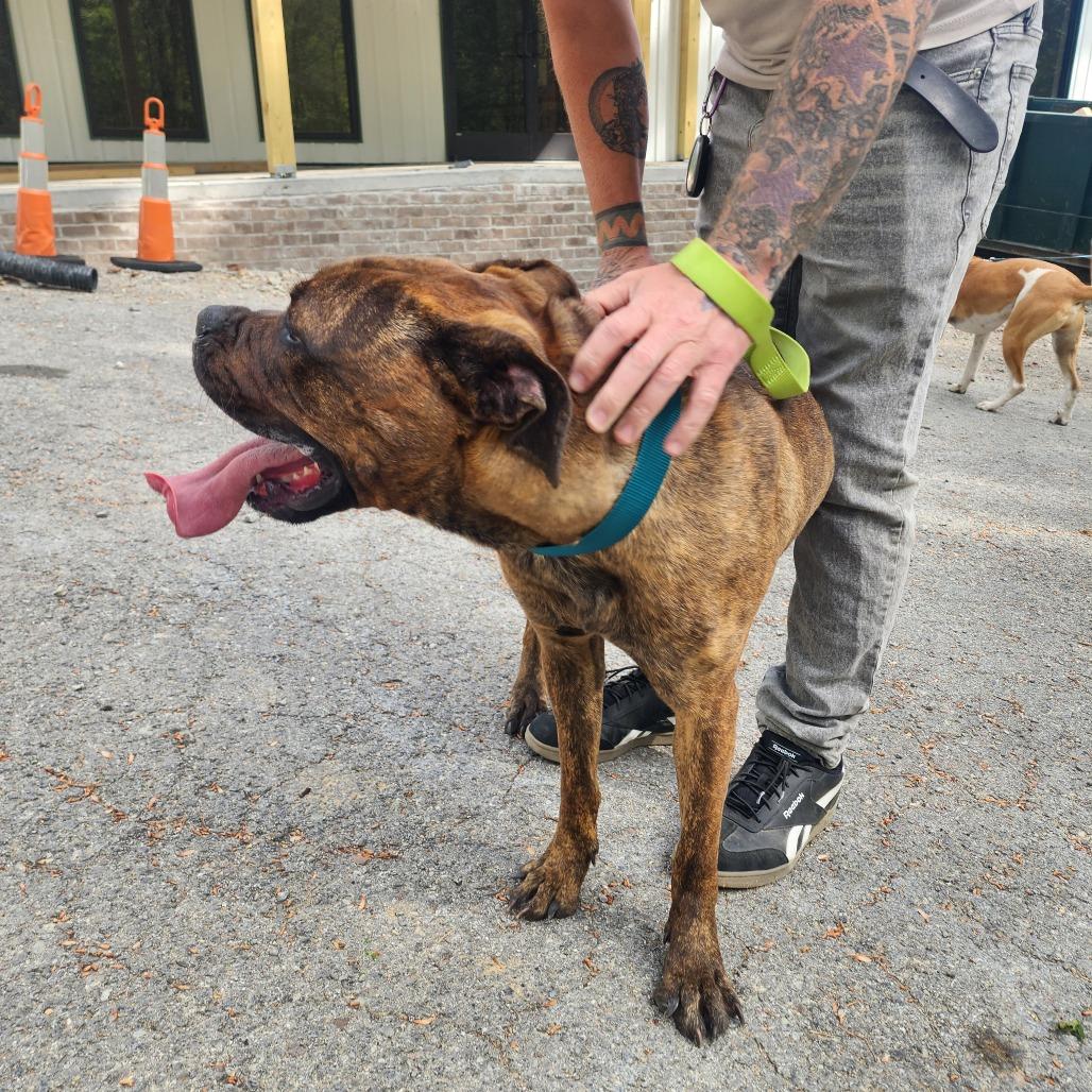 Enlarge Maddie, a Adoptable Mastiff in Evensville, TN image 4/6