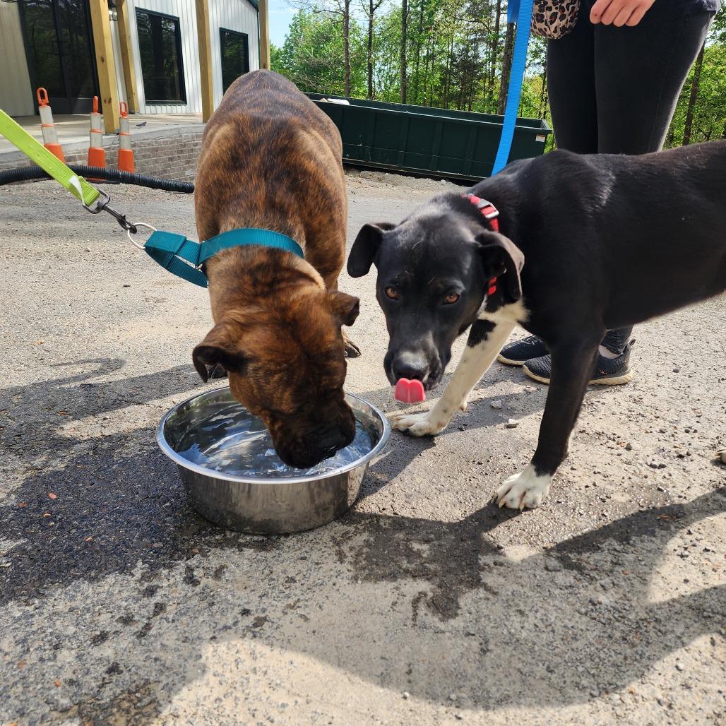 Enlarge Maddie, a Adoptable Mastiff in Evensville, TN image 5/6