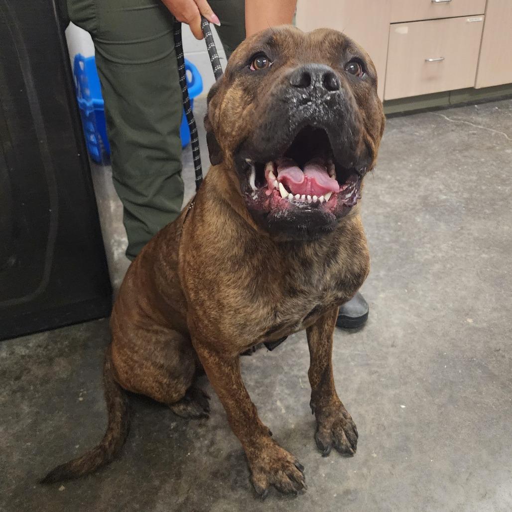 Enlarge Maddie, a Adoptable Mastiff in Evensville, TN image 6/6