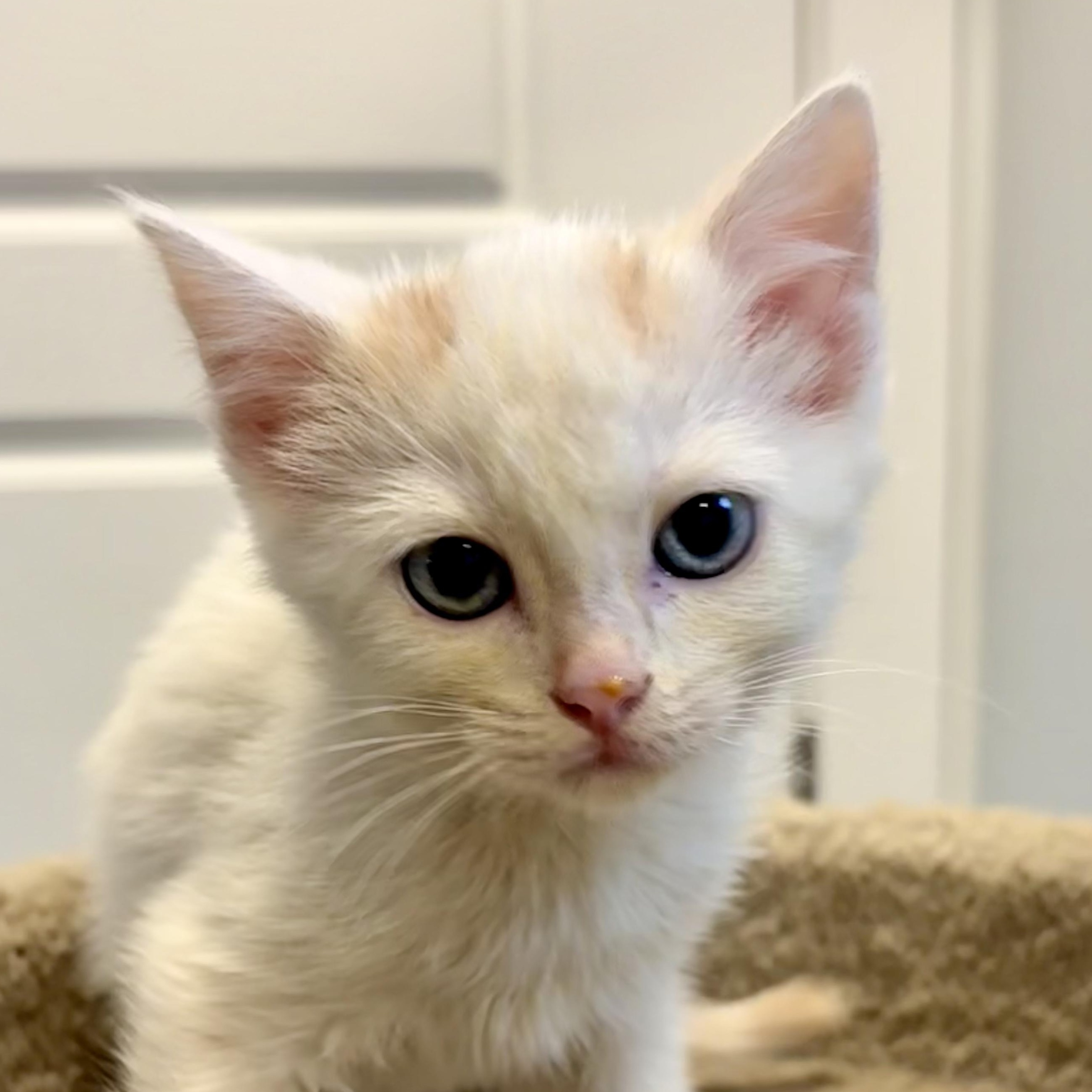 Enlarge Abricot, a Adoptable Domestic Short Hair in Wakefield, QC image 2/5