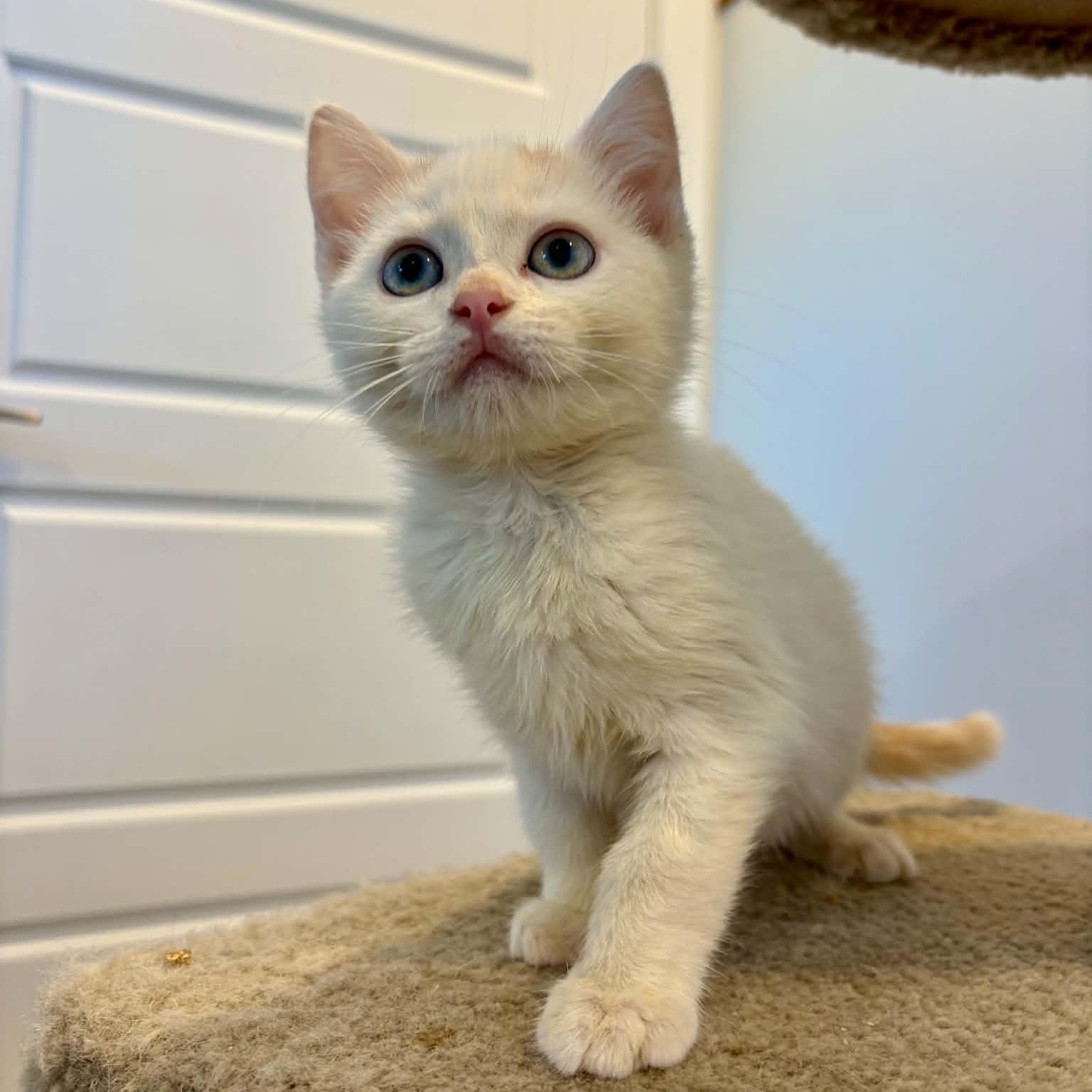 Abricot, Adoptable, Kitten Male Domestic Short Hair.